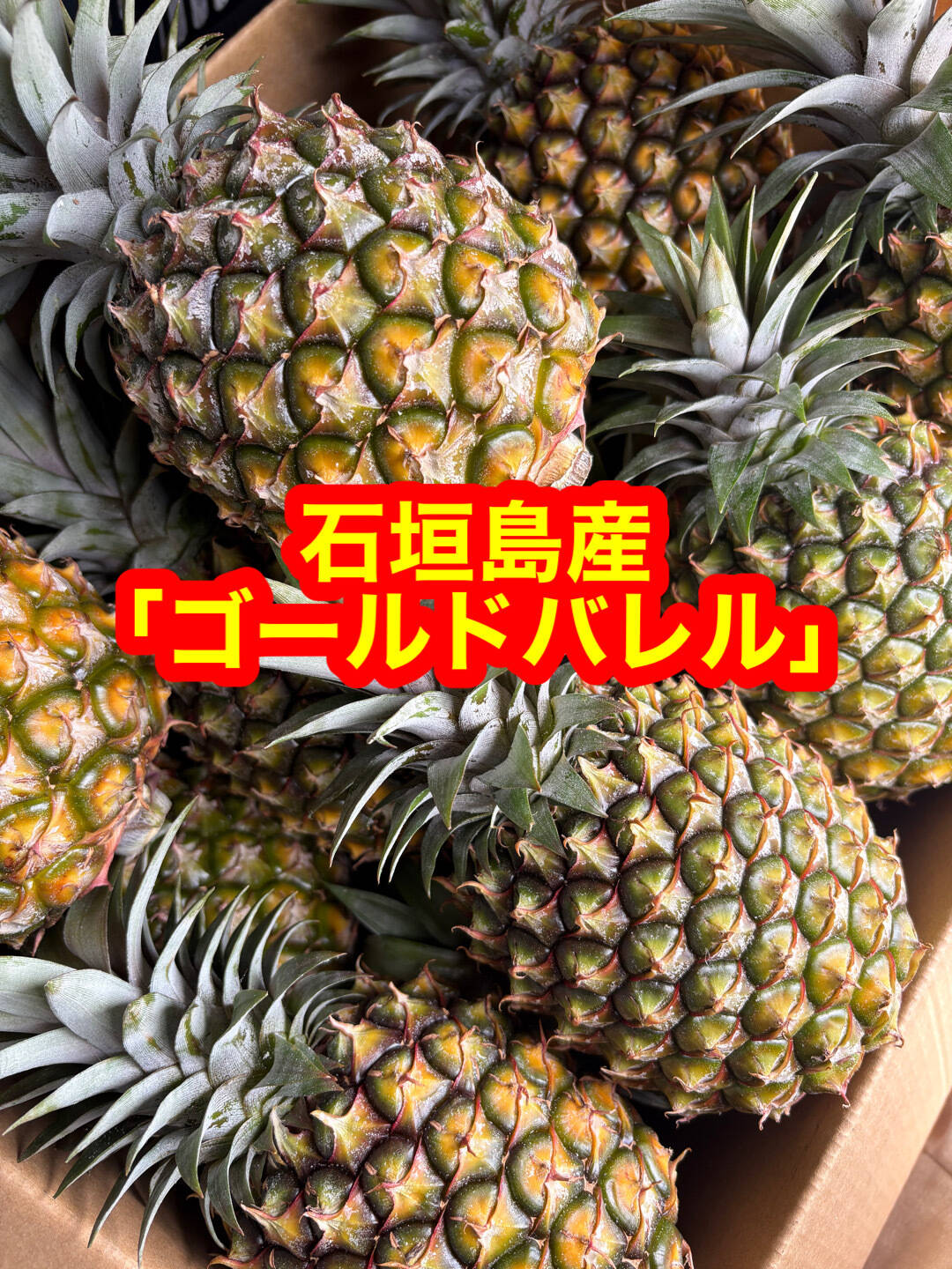 石垣島産「ゴールドバレル」小玉10玉セット 石垣島産「ゴールドバレル」6玉セット(小玉サイズ)：沖縄県産の