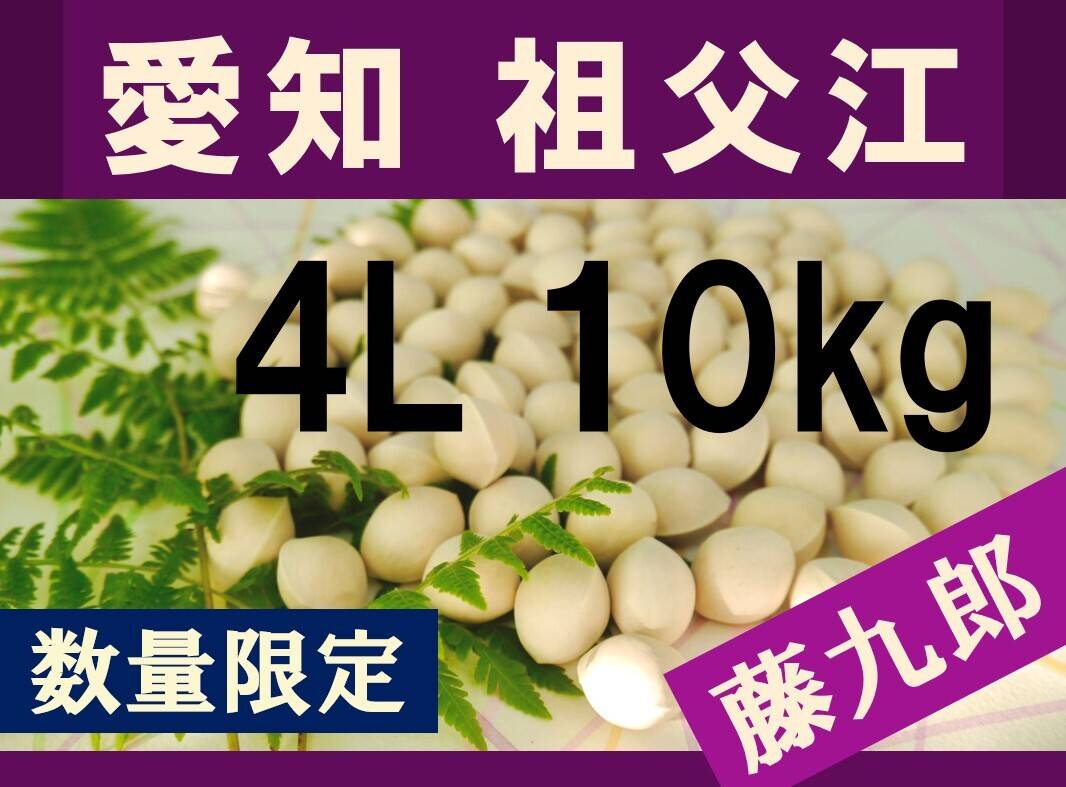 2025年新物！ 愛知県 祖父江産 藤九郎 銀杏 ぎんなん 4L 10kg ☆秋の 