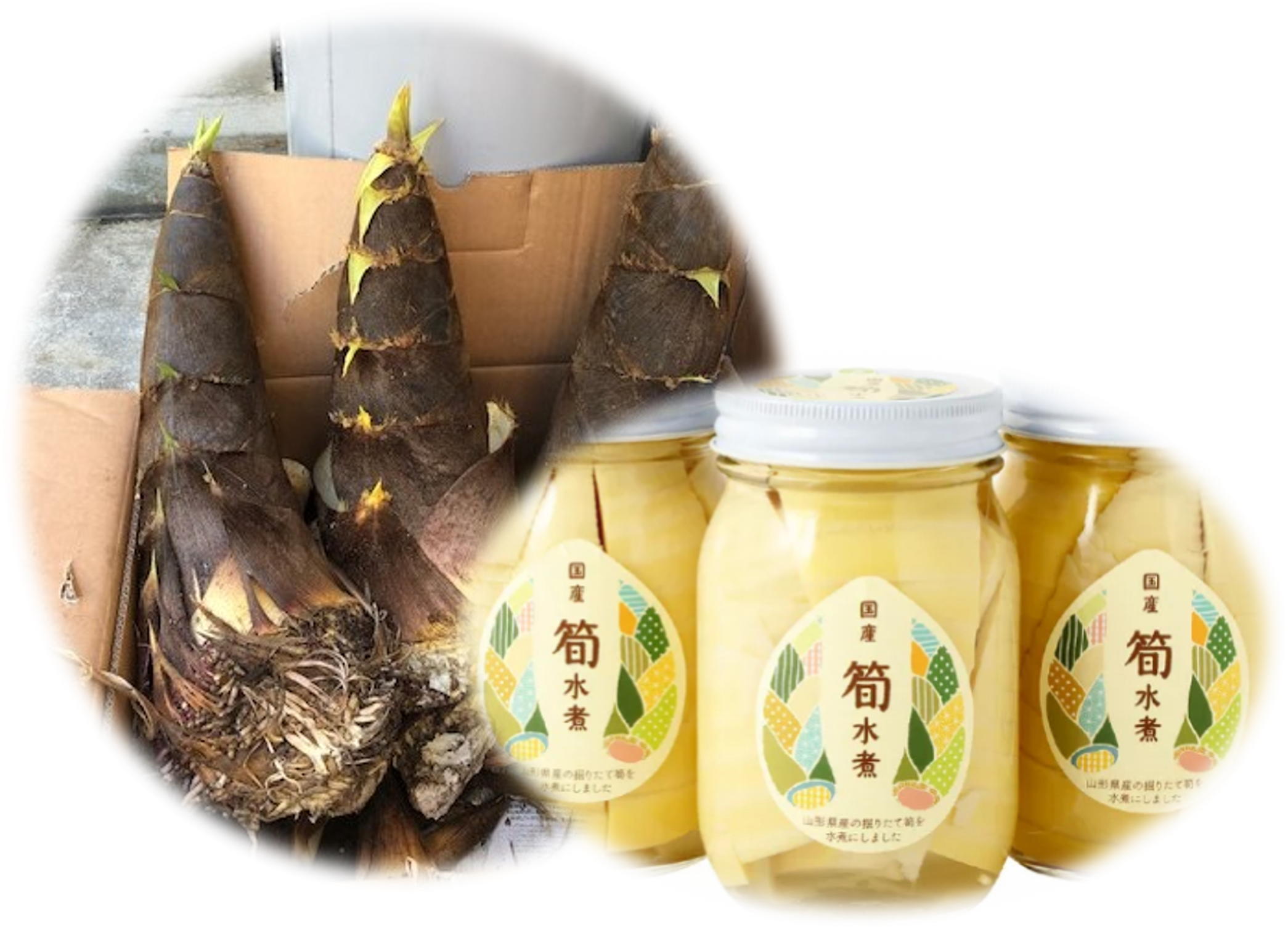 掘りたて食感！山形県産タケノコの水煮：山形県産の孟宗竹｜食べチョク