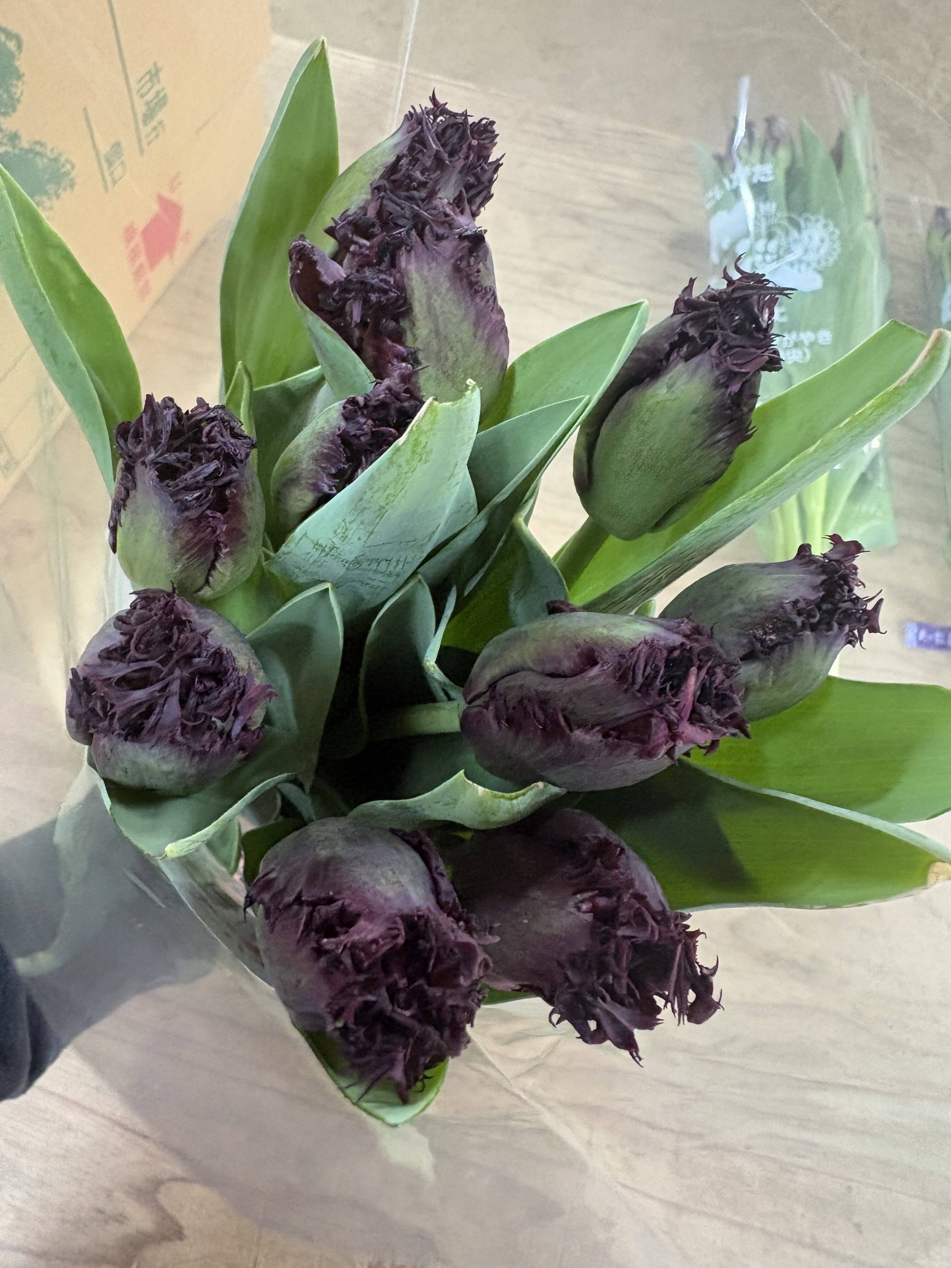 期間限定】日持ち処理済！新潟の『チューリップ』切花（紫/白）各10本