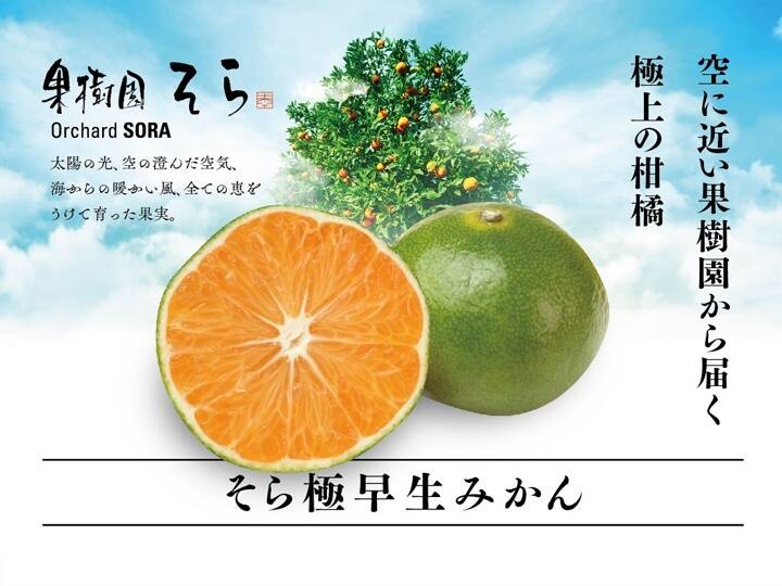 愛媛県産 超訳あり甘平10kg！ - 果物