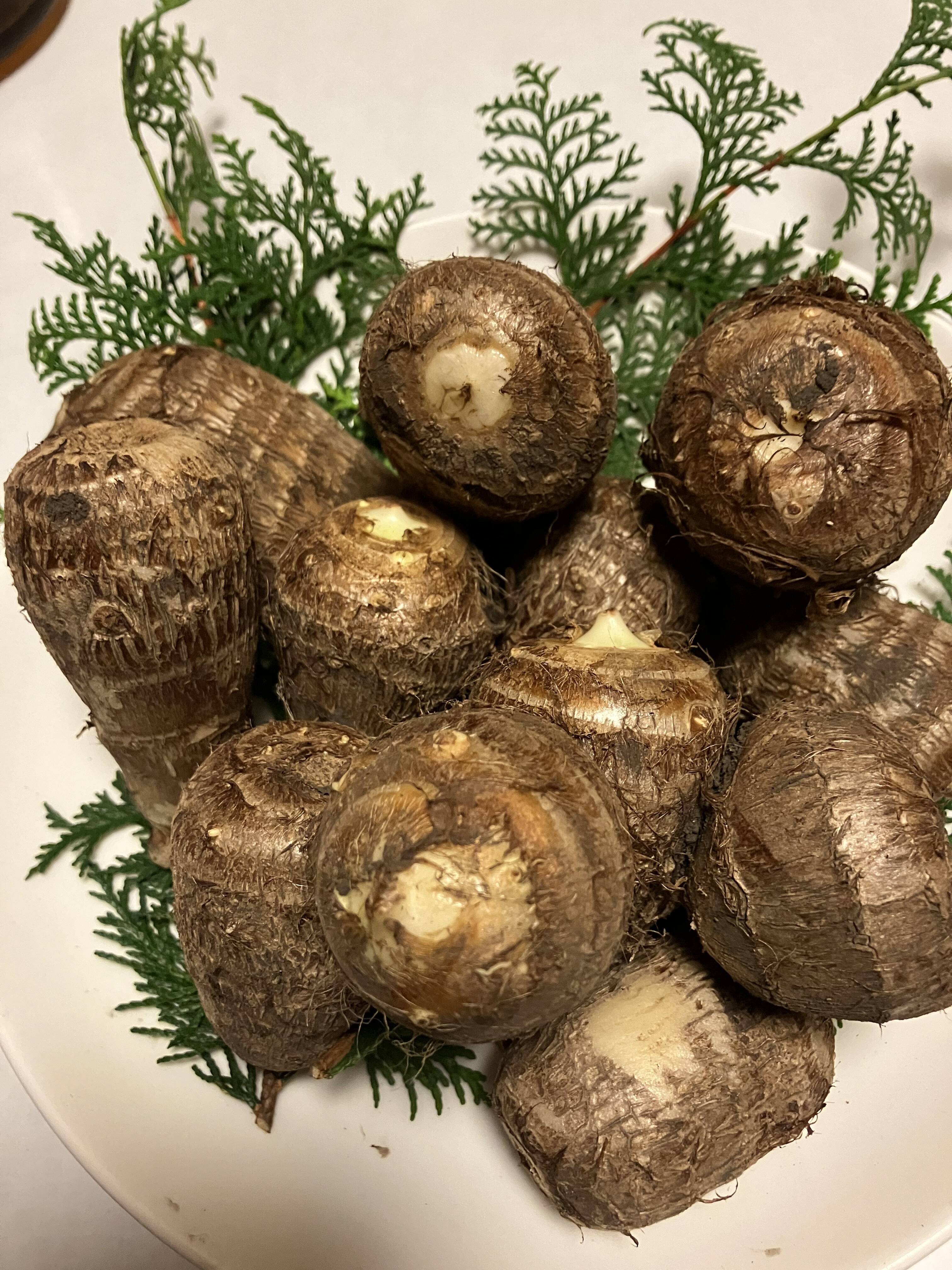 鳥取大山黒ボク土で育ったもっちり里芋2キロ：鳥取県産のその他里芋