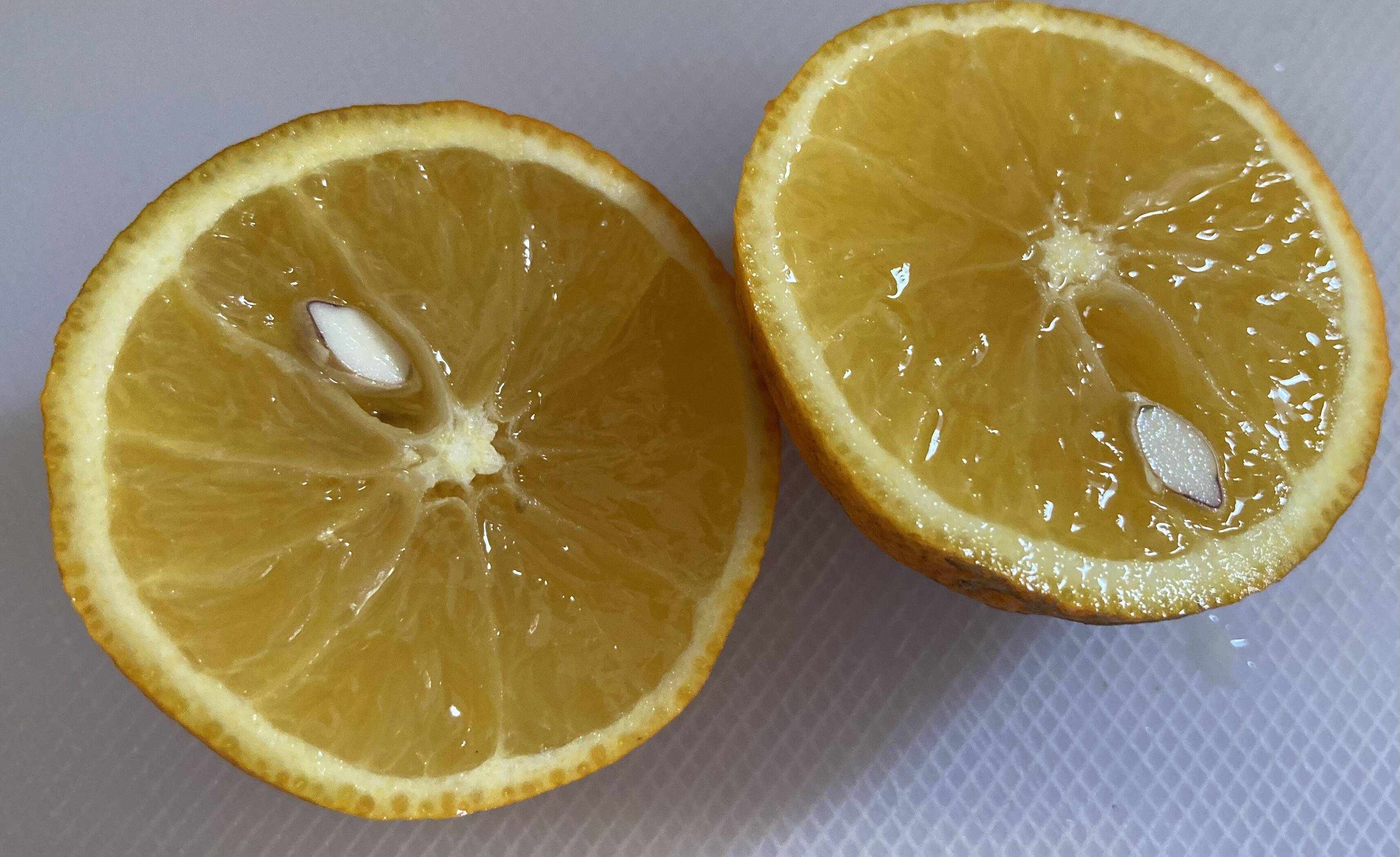 【訳あり最終大特価!】完熟すだち(4kg) 知多半島産:愛知県産のみかん・柑橘類|食べチョク|産地直送(産直)お取り寄せ通販 - 農家・漁師 ...