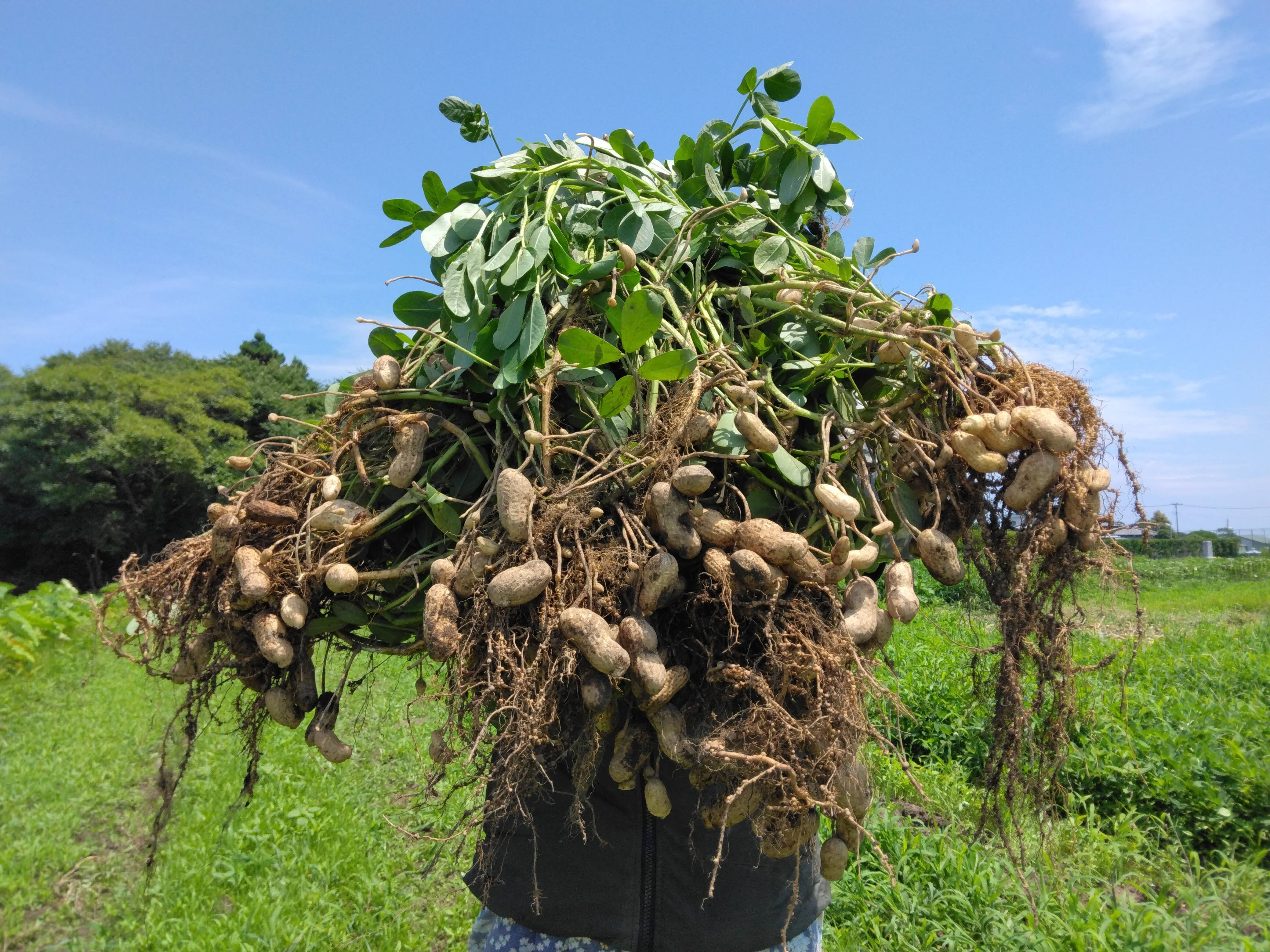 88②3kg【おおまさり】生落花生　新物　本場千葉県産(農家直送) 1kg【おおまさり】生落花生 新物 本場千葉県産(農家直送) ※箱