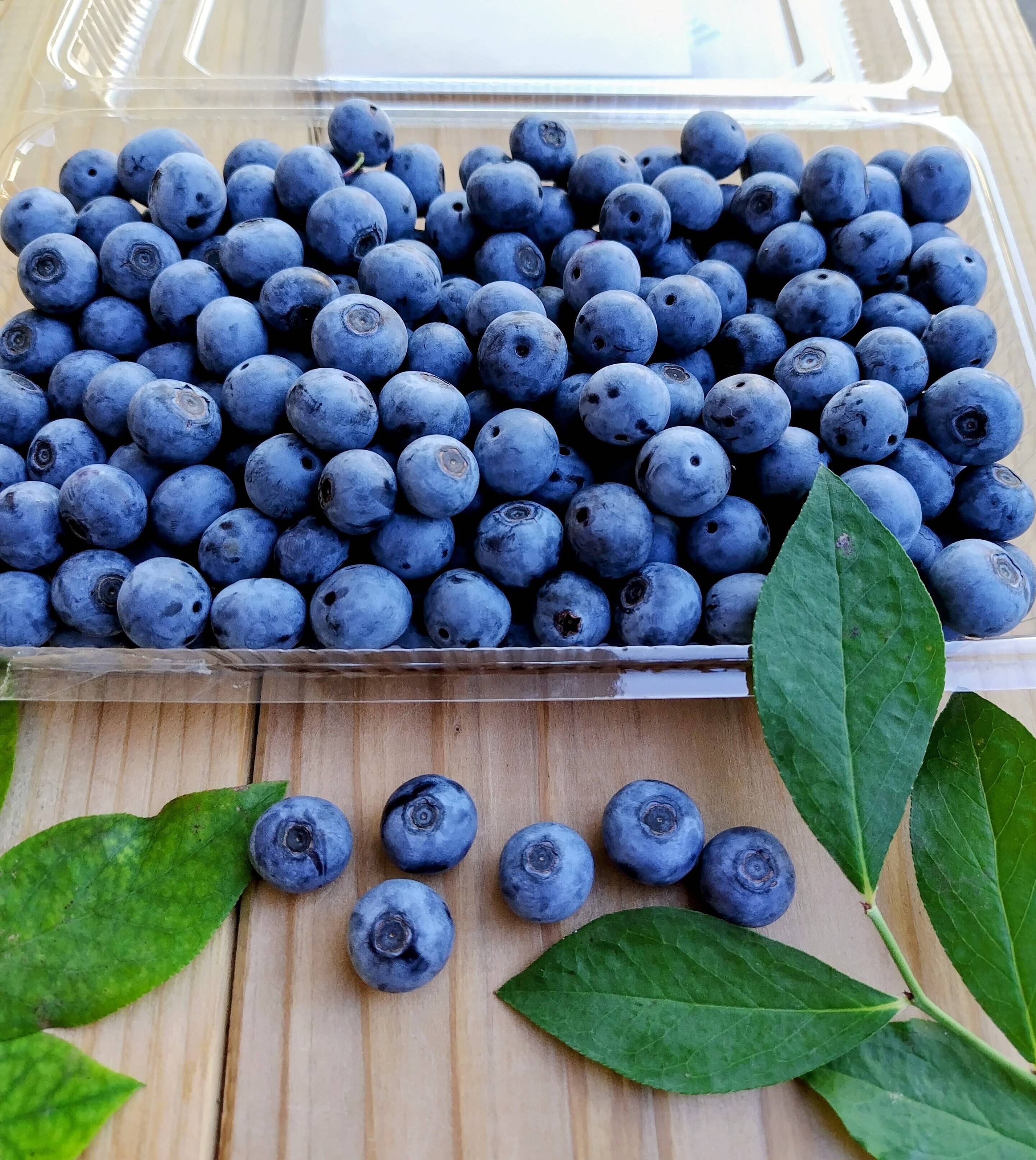 専用です。たまごさま。生ブルーベリー 完熟新鮮》生ブルーベリー 1kg 農園直送 甘くてパクパク食べちゃう
