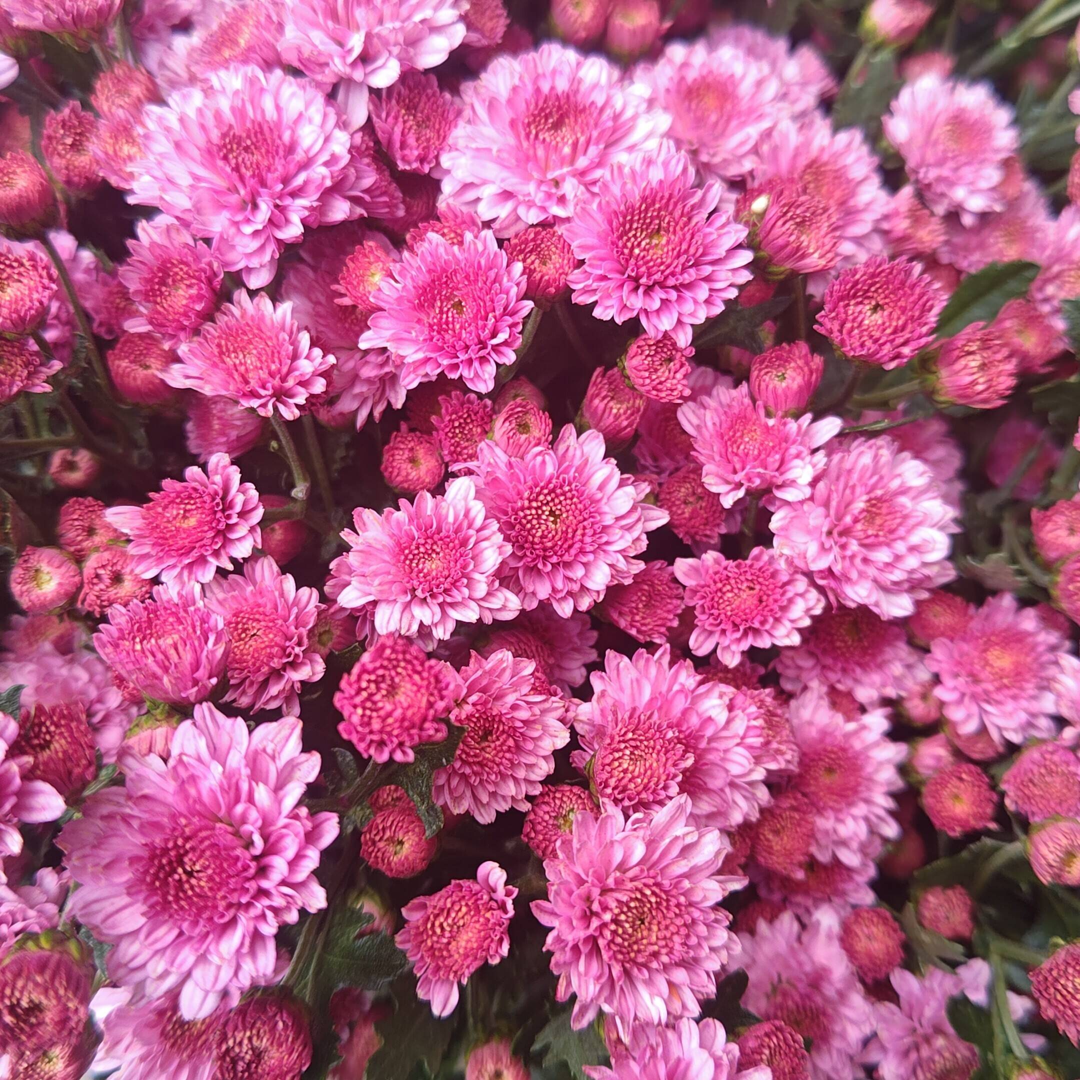松葉菊桃色ピンク　８０ サイズのお箱いっぱい♪ 小菊(ピンク)10 本セット お花 はな 切花 切り花 季節の花：埼玉