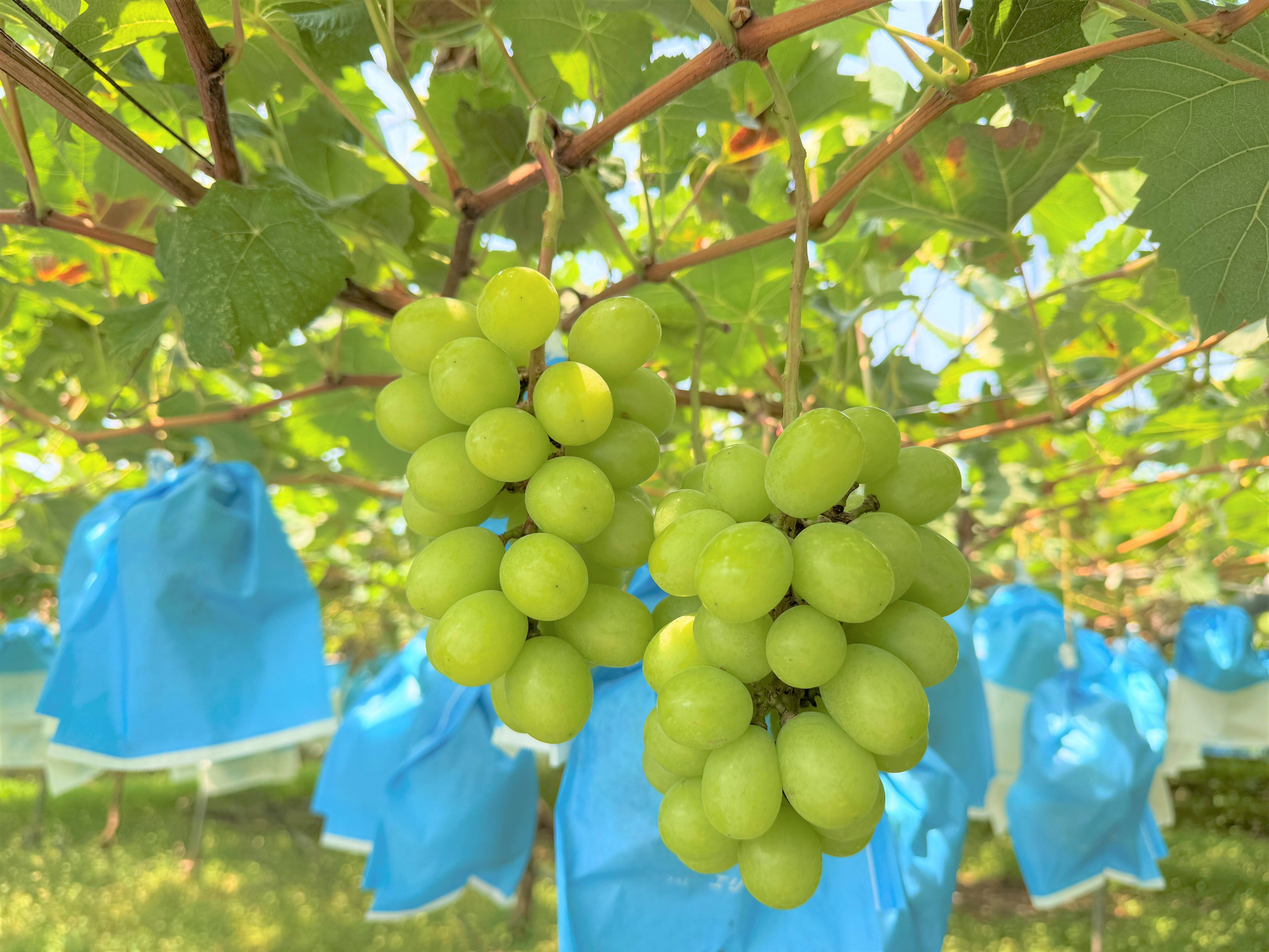 海岸育ち！甘い種無し完熟シャインマスカット2-3房 約1000g 以上 九州