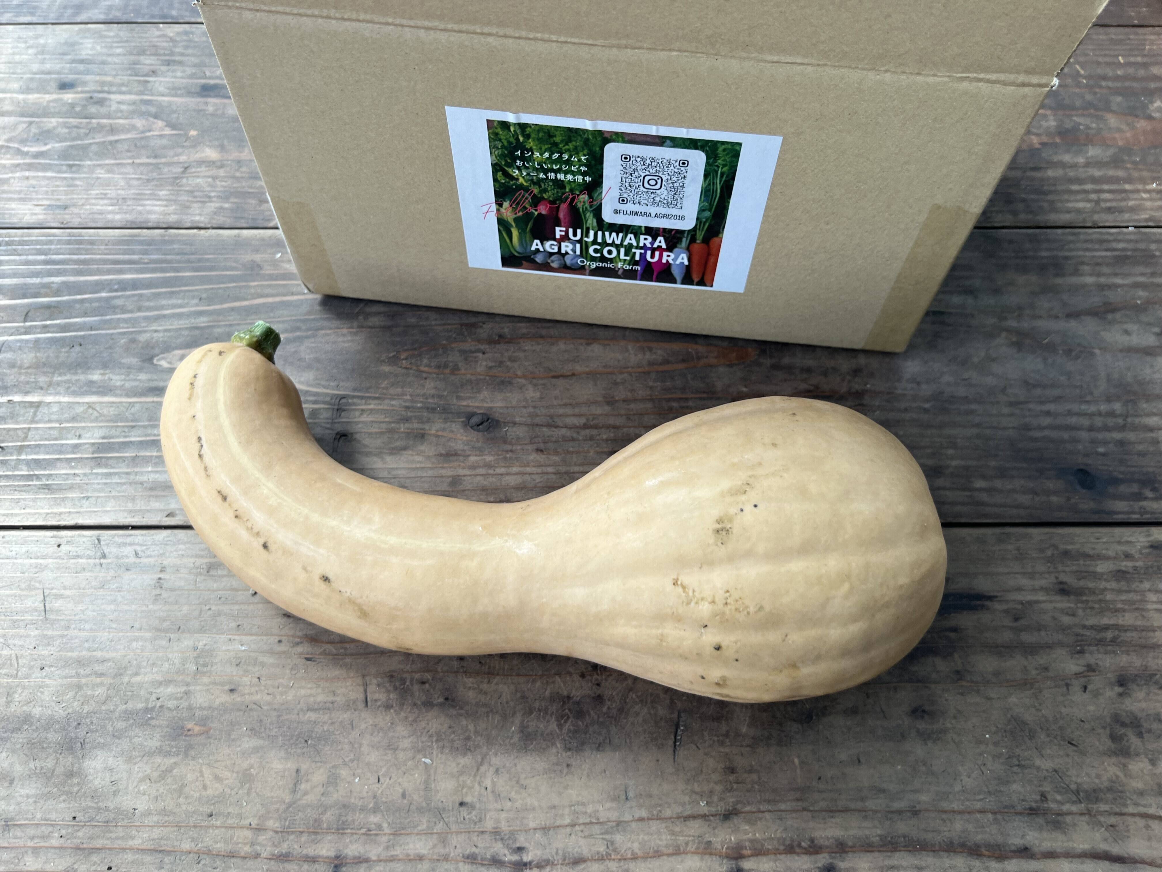 ☆有機JAS認証☆鶴首かぼちゃ約1.5㎏：栃木県産の鶴首かぼちゃ｜食べ