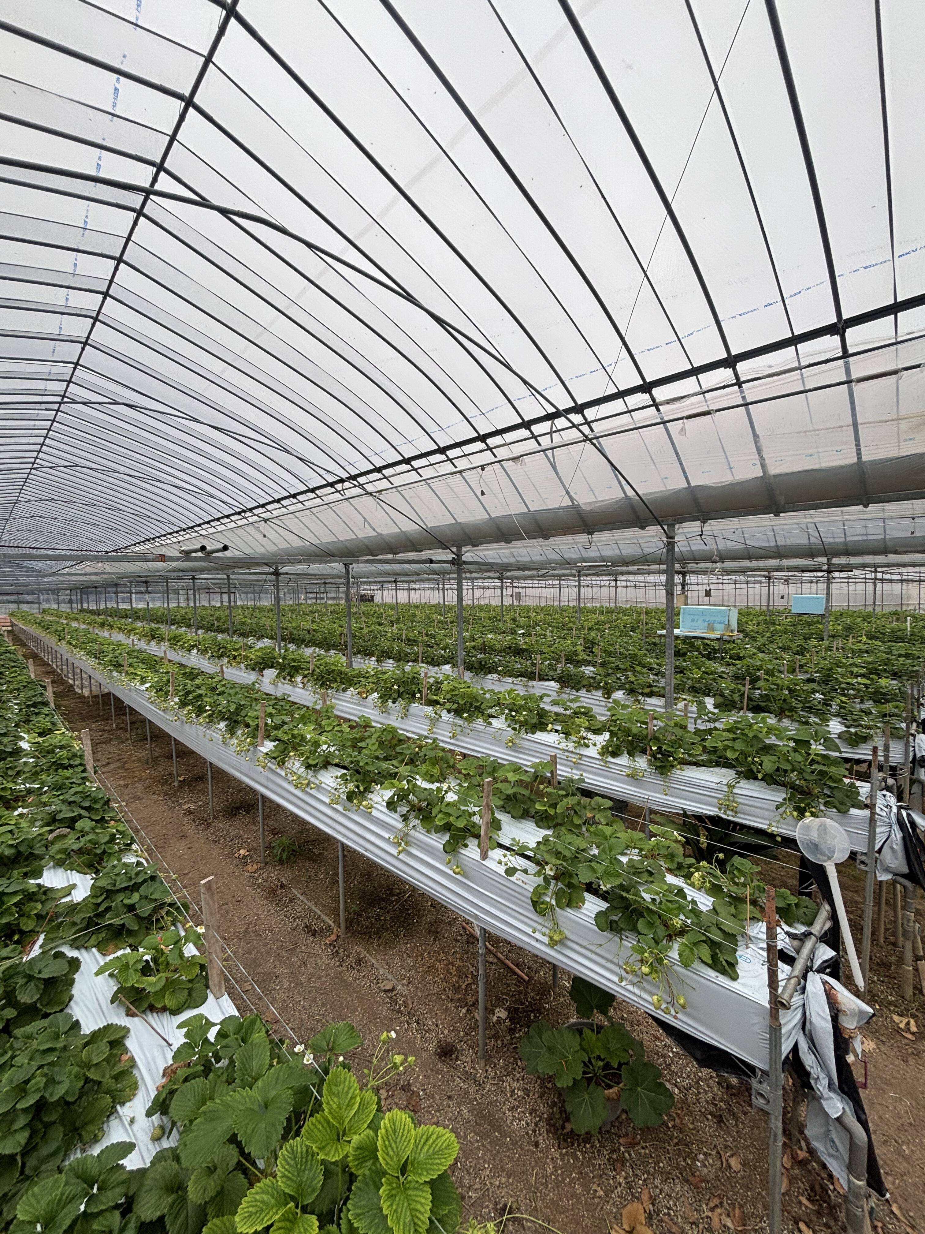 雪山いちご農園へのレビュー・商品：長崎県｜食べチョク｜産地直送