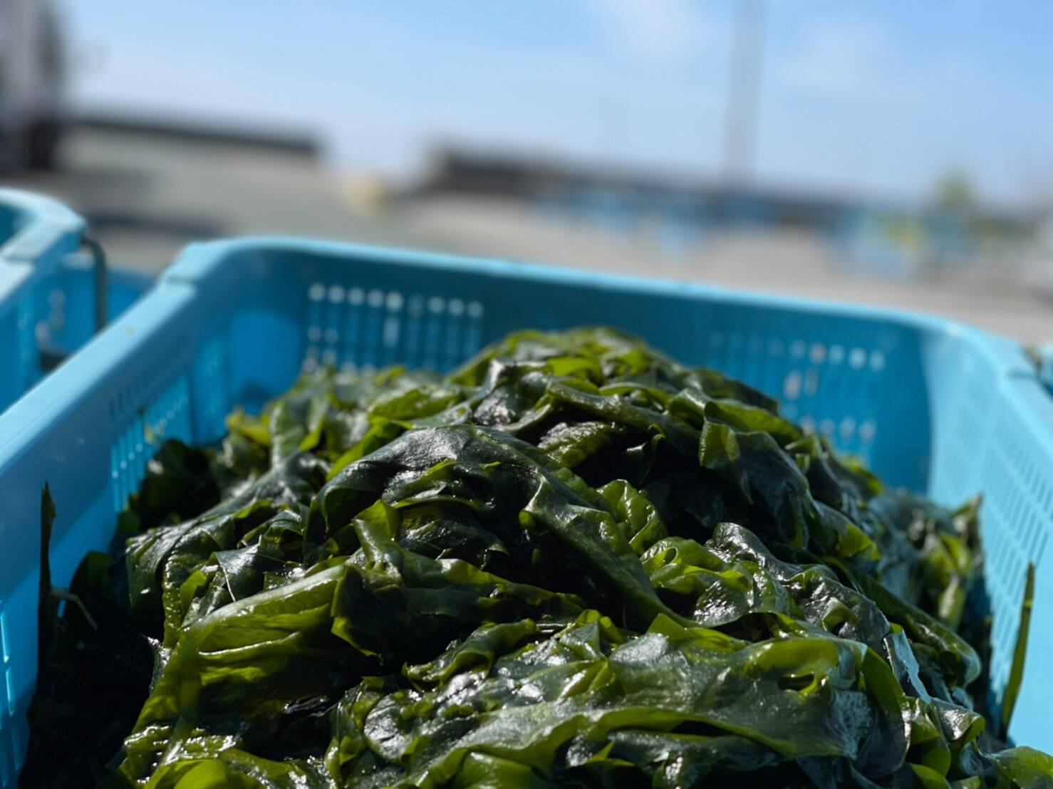 🉐茎つき丸ごと！業務用にも！さだ岬の生わかめ1kg「産地直送