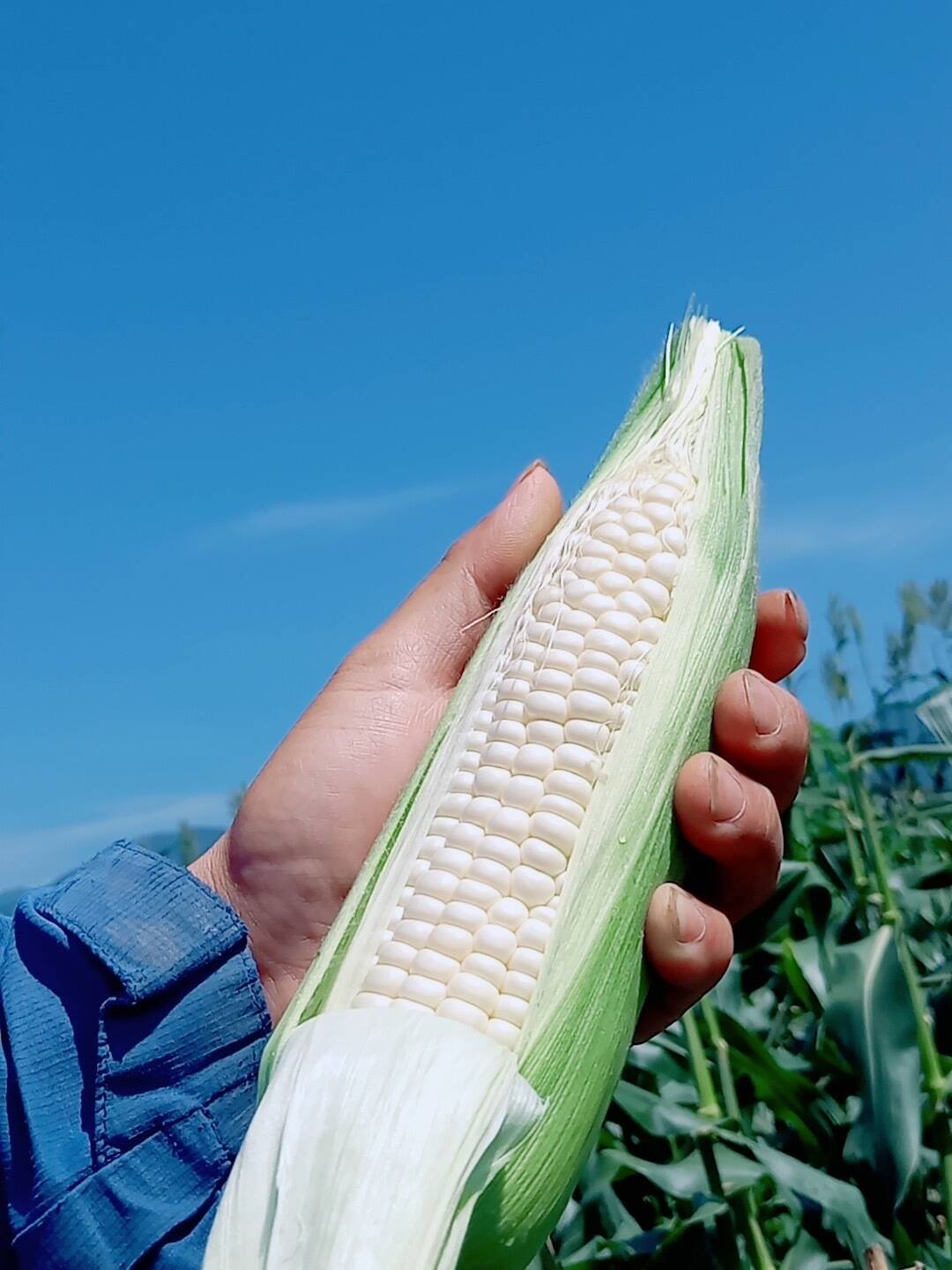 大好評😀【夏ギフト】白い贅沢 “ピュアホワイト 2kg（6〜10本