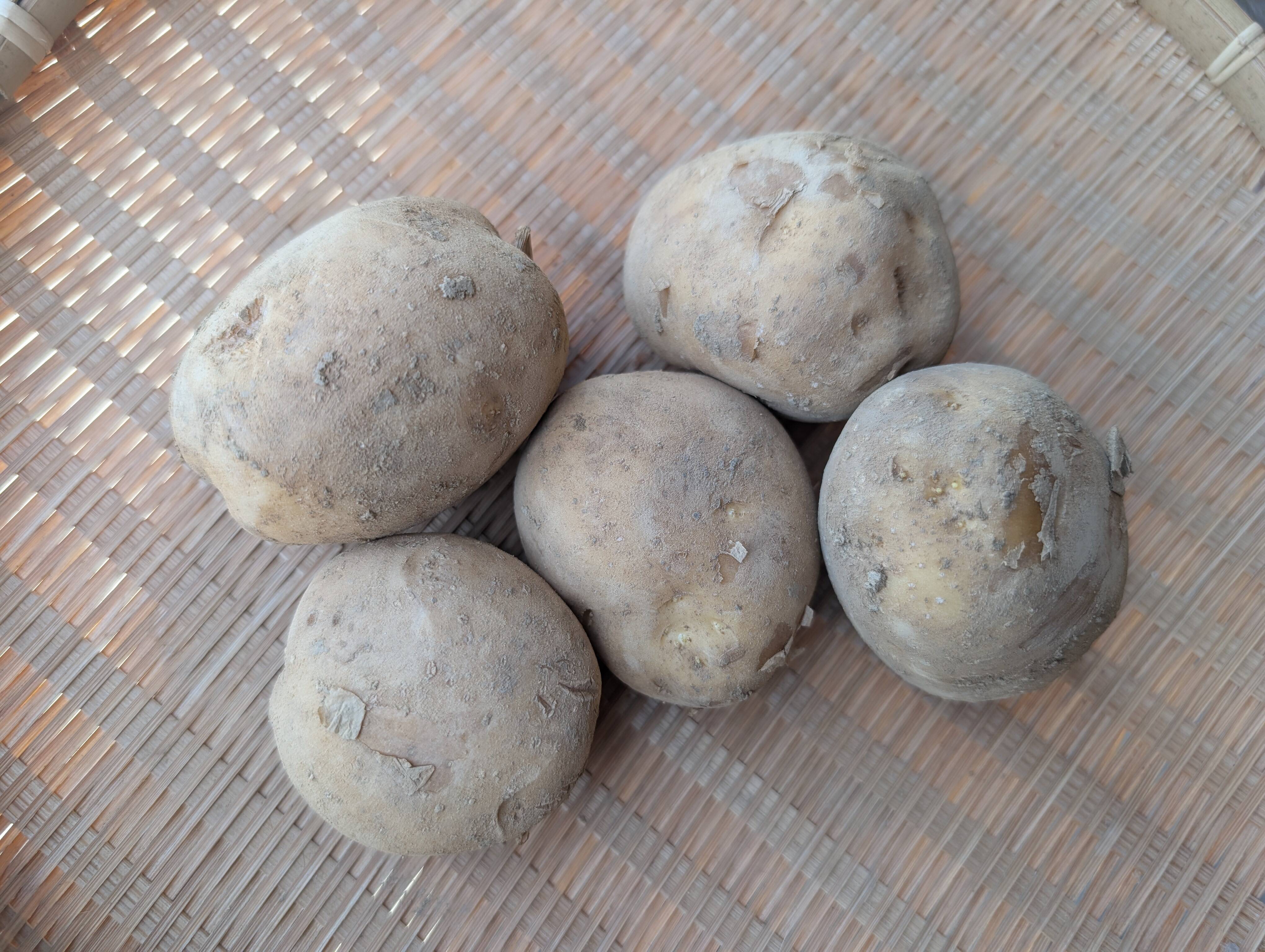 【じゃがいも君さま専用】 ORIENT mako 20周年 500本限定 じゃがいも君さま専用】 ORIENT mako 20周年 500本限定 じゃがいも君