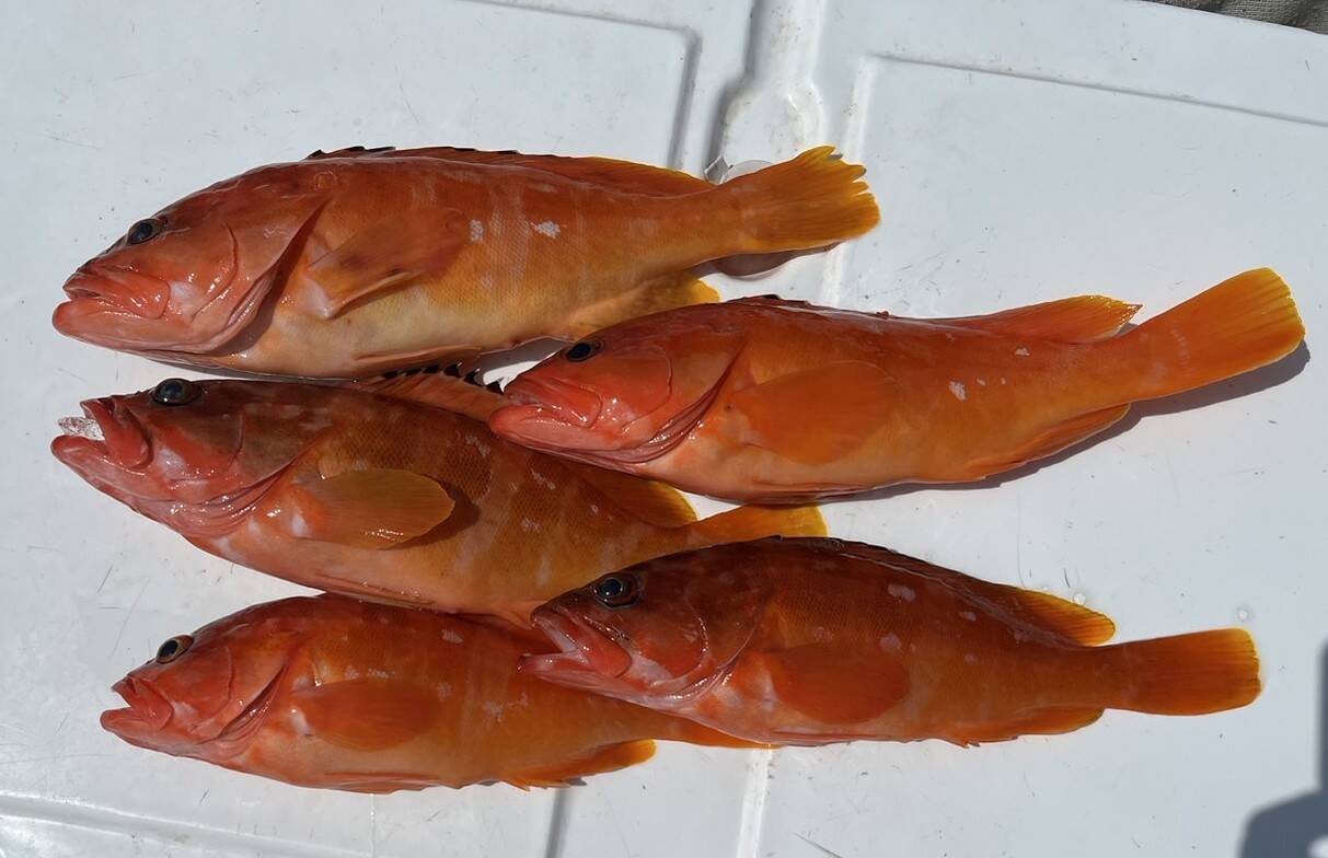 アカハタを一本釣りしました!|食べチョク|産地直送(産直)お取り寄せ通販 - 農家・漁師から旬の食材を直送