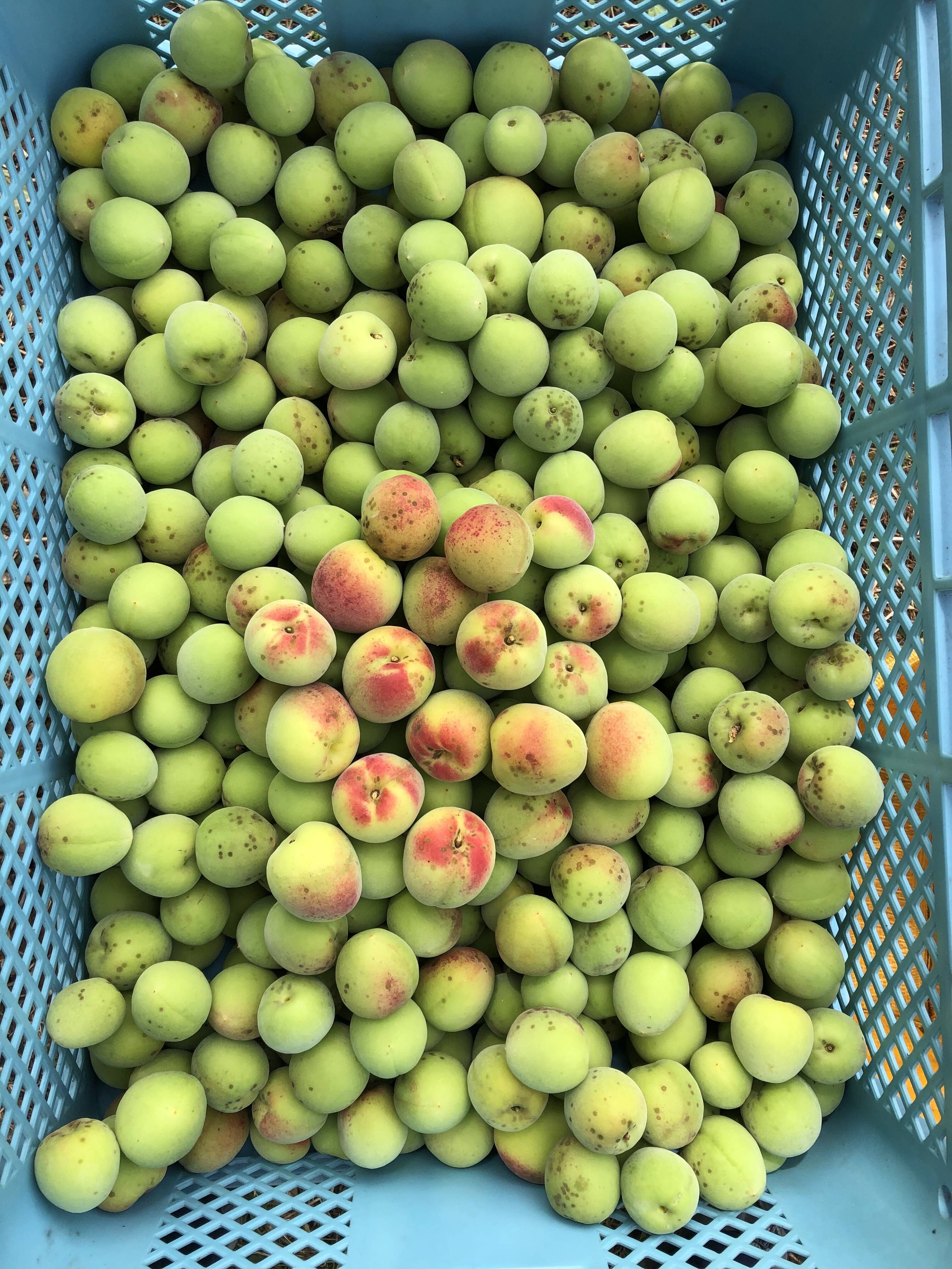 クール便でお届け【熊本県産】季節のお品物 梅 加工用 家庭用 規格外 20kg 訳あり 手もぎ完熟南高梅 15Kg 大つぶ3L以上【発送期日：2024年6月中旬