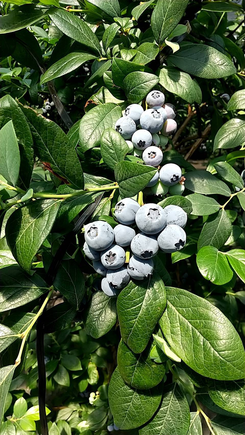 新品種 ブルーベリー 蒸し暑い季節にぴったり 愛知県産 食べチョク 農家 漁師の産直ネット通販 旬の食材を生産者直送