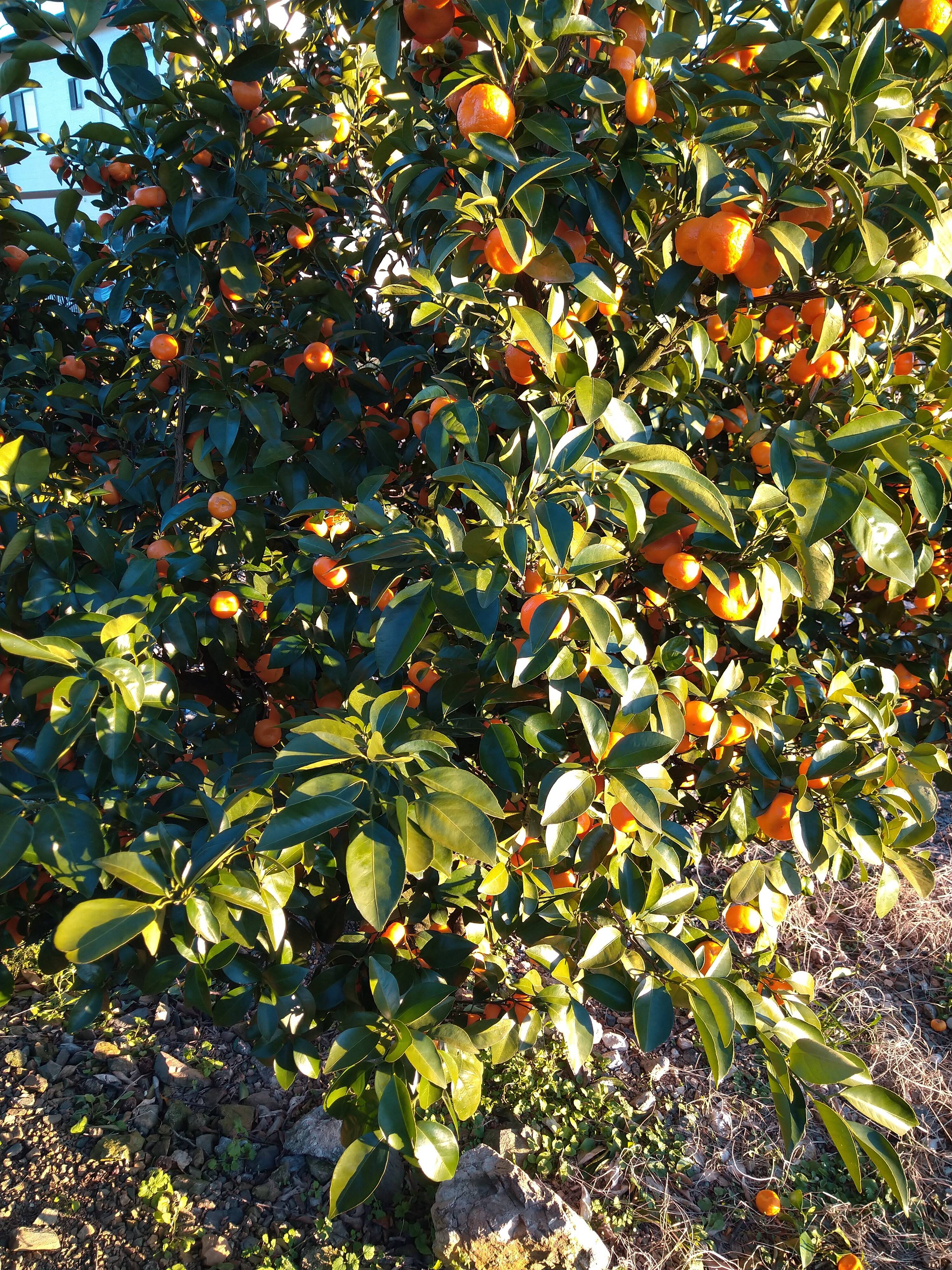 12月収穫！樹上完熟シークワーサー(ご家族用 3kg)：静岡県産の