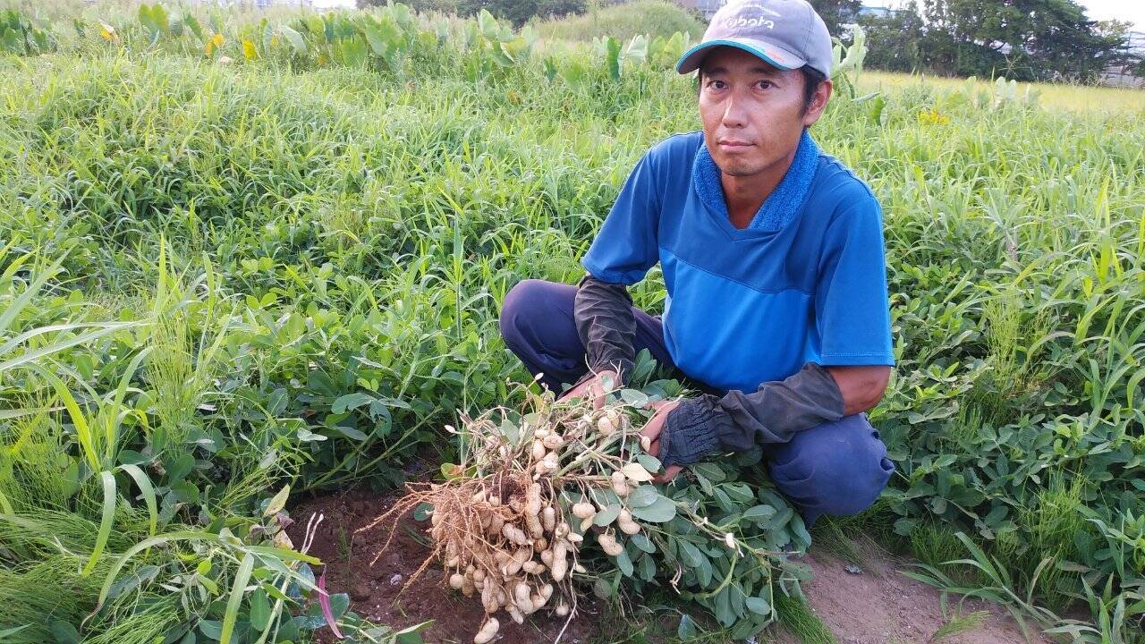 農薬化学肥料不使用🐞生落花生おおまさり＊4㎏＊2023年8月～9月：千葉