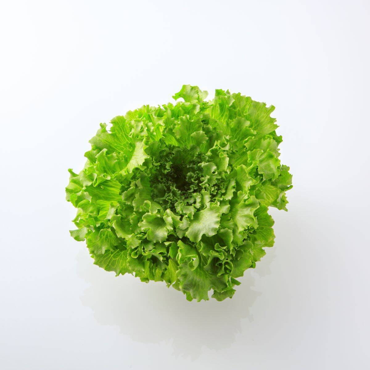 レタス 様 ご購入予定 acdeb783cd78fb53477a1be7c22ae2