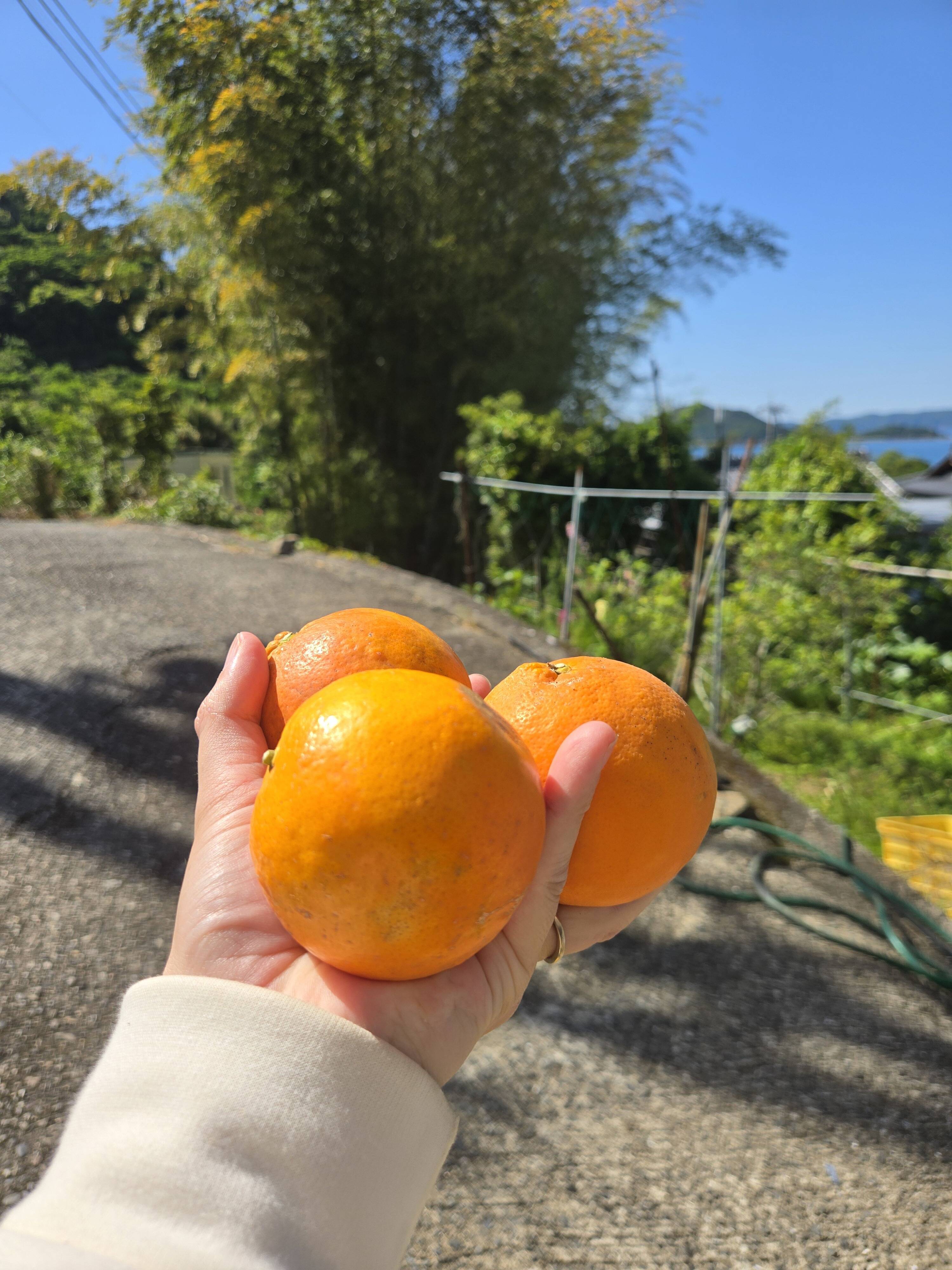 じゅわっとセミノール3kg：和歌山県産のみかん・柑橘類｜食べチョク