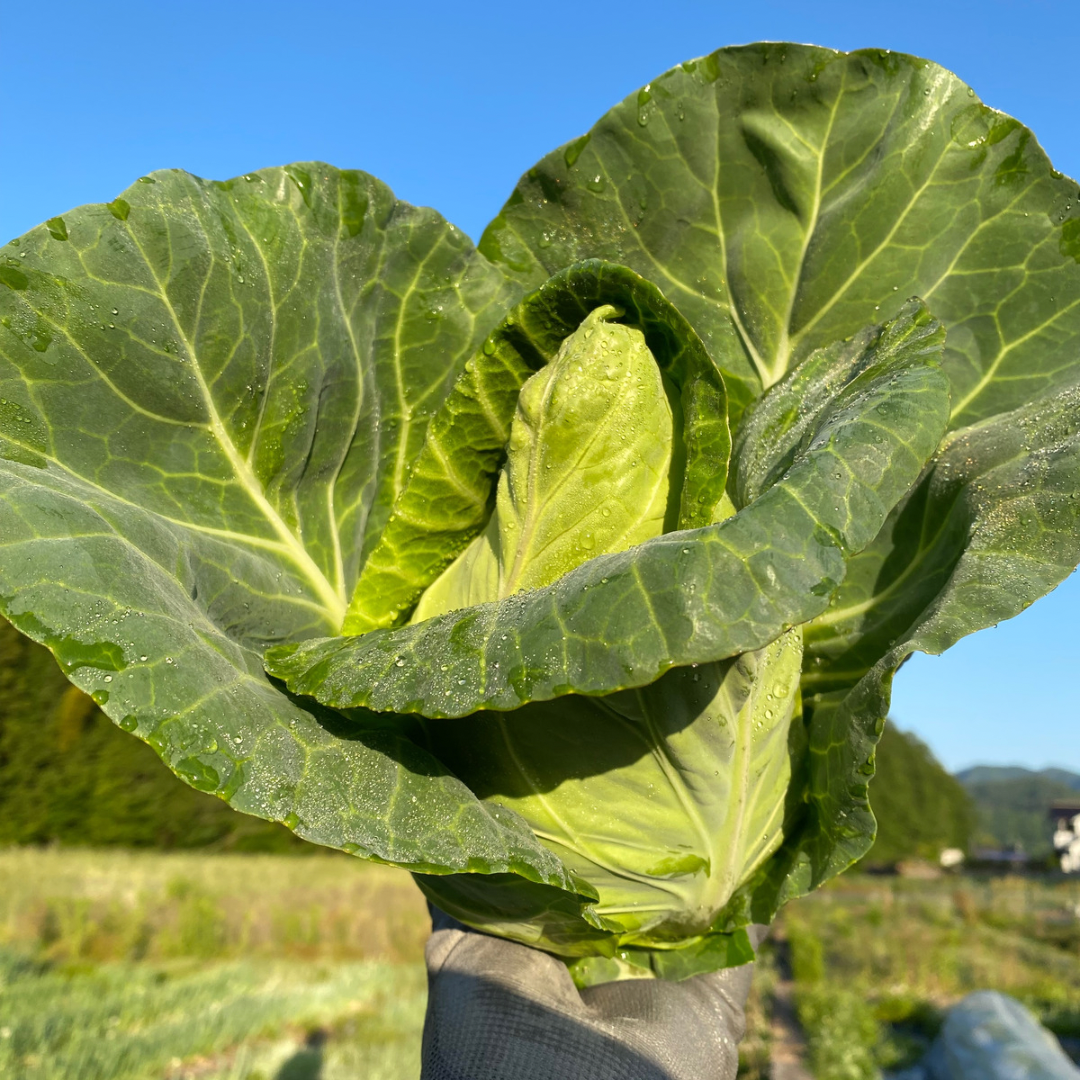 ad22f8a236b9ed37e0e186de4bc457