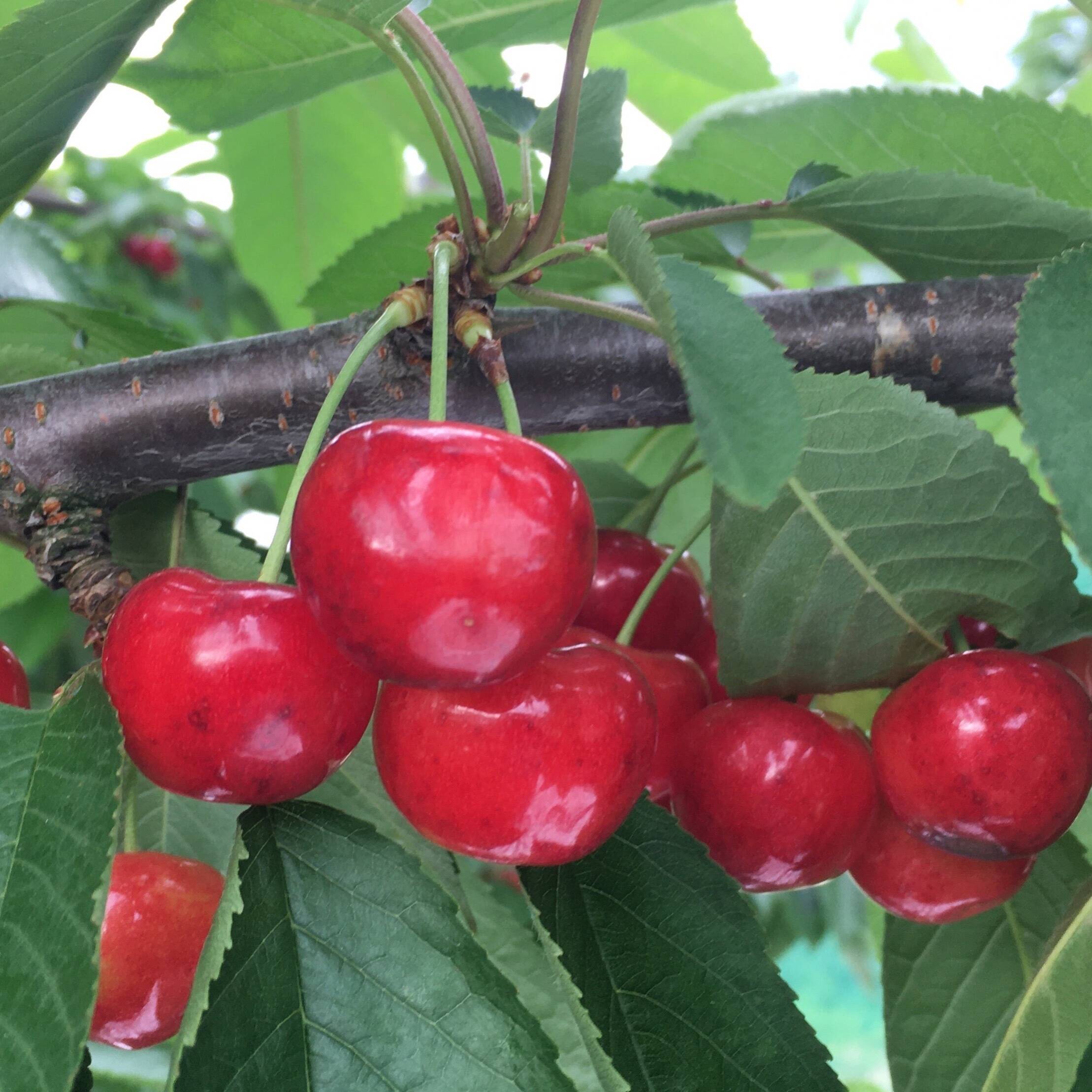 クール便】✨山形県産・贈答用【紅秀峰】1kg✨朝採れ直送／大粒