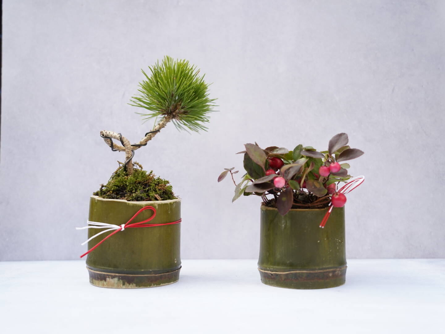 1 コミュフォラ シンペリ 超希少種 盆栽株 1 コミュフォラ シンペリ 超希少種 盆栽株