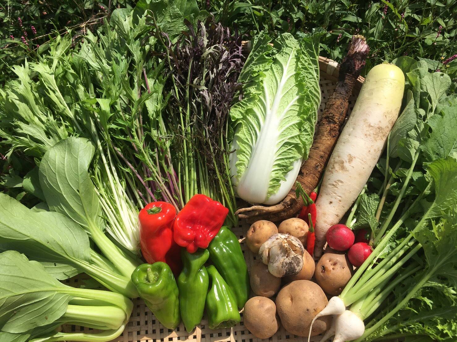 新鮮！旬の野菜セット【SSサイズ：約1.5kg】【7品目】農薬・化学肥料不