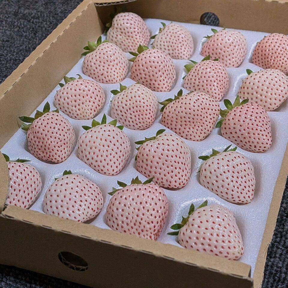 食品 〈長野県産〉白いちご 約600g ☆クール便送料込☆