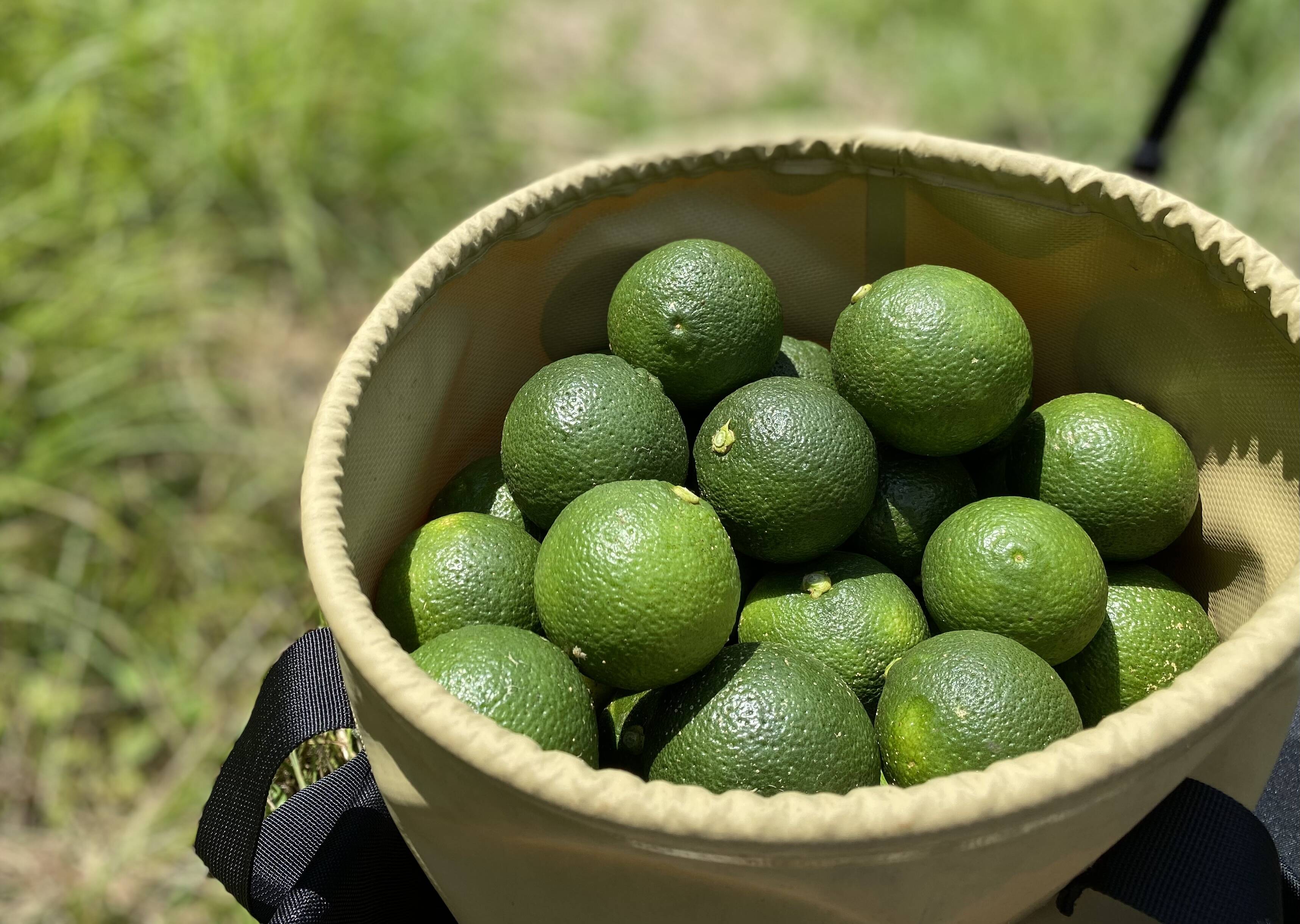 カボス かぼす 農薬不使用１.２kg - 果物