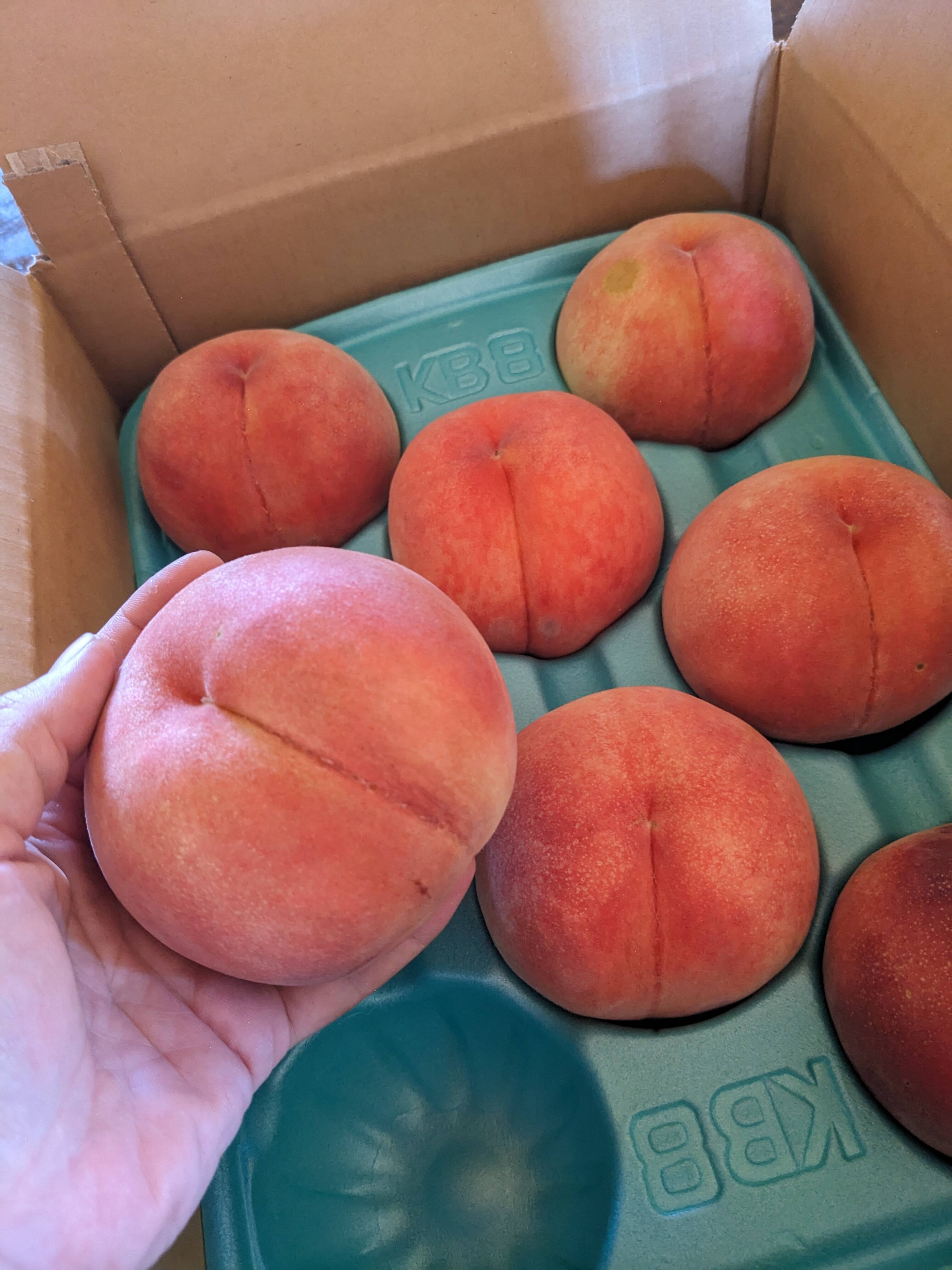 朝採り発送！小布施町のみずみずしい【川中島白桃】家庭用3キロ箱