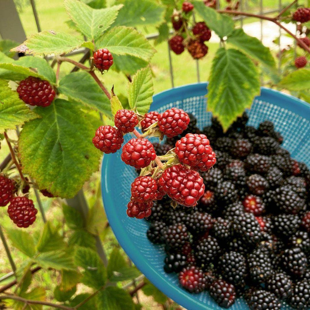 ブラックベリー 淡路島産！希少！ブラックベリー（冷凍1kg）：兵庫県産のベリー｜食べ