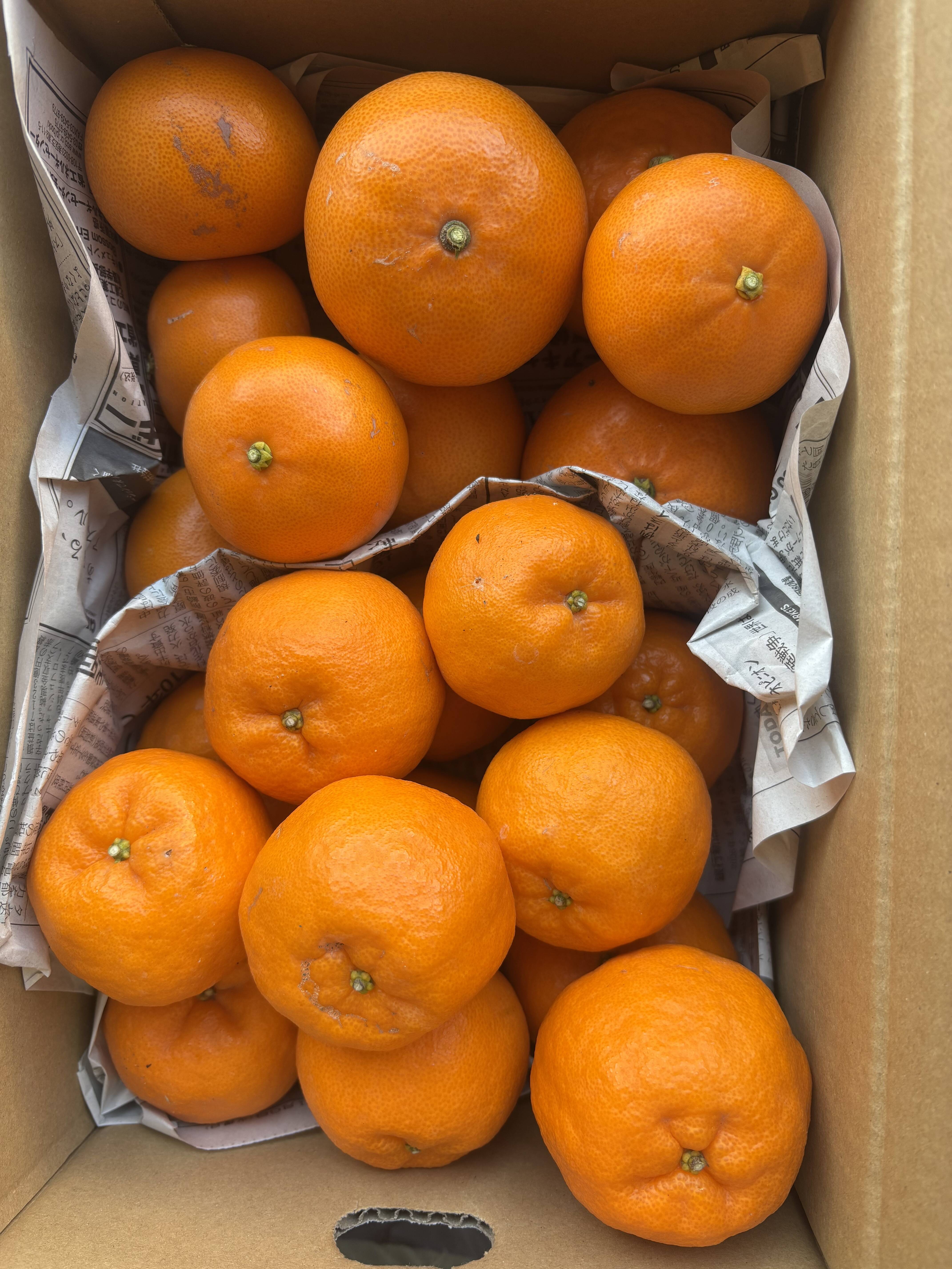 食べ比べ】せとかとポンカン 3k箱 除草剤使用無 万田酵素散布：愛媛県