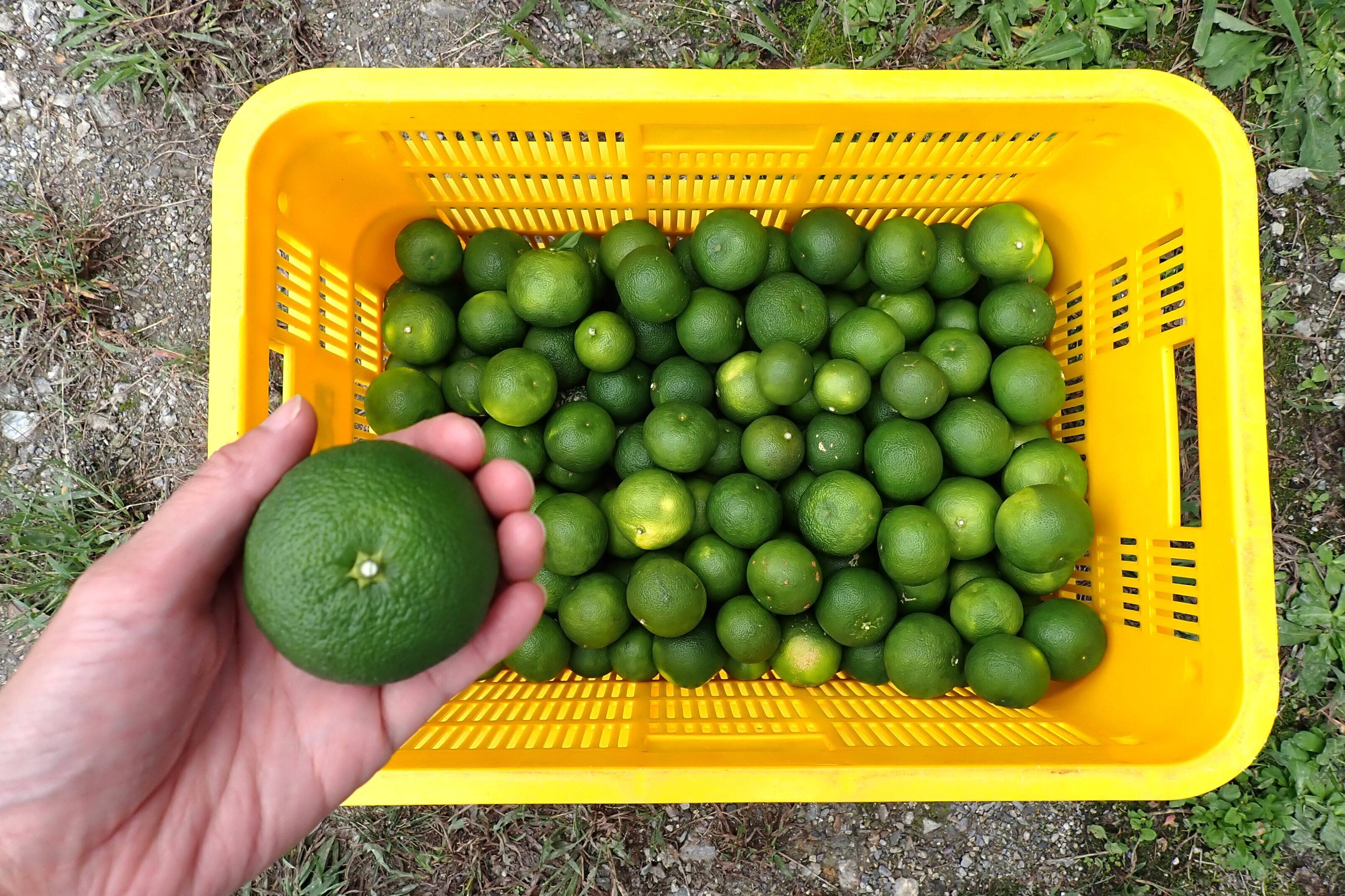 BIG！すだち【特別栽培・10kg箱】神山町からお届け：徳島県産のみかん