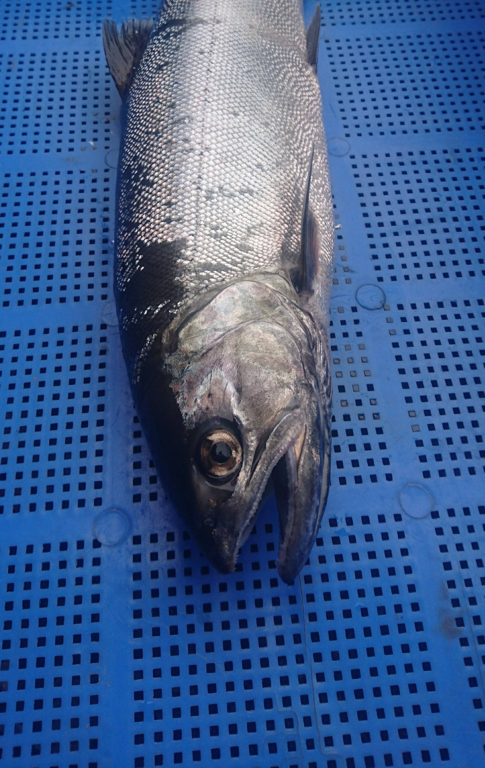 ビワマス鮮魚 天然 １尾１ ４キログラム 滋賀県産の魚 食べチョク 産地直送 産直 お取り寄せ通販 農家 漁師から旬の食材を直送