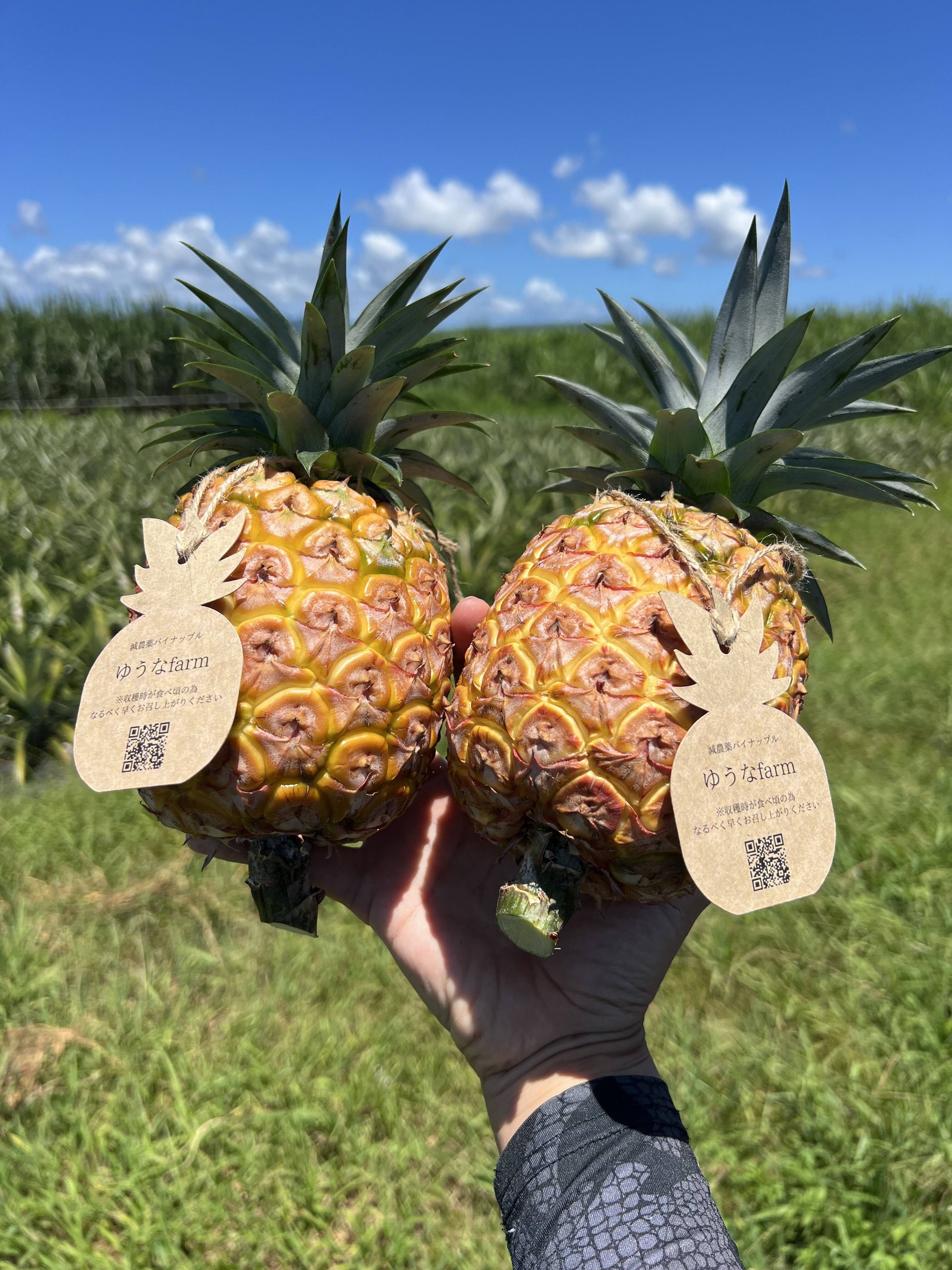希少品種！！ホワイトココ(裂果あり)2〜3玉🥥🍍(2kg〜)：沖縄県