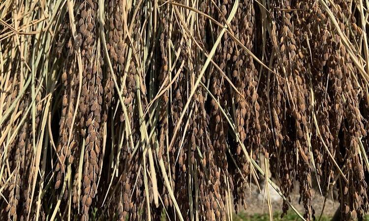 ae0ed0d998e2262c8431f7e6c6f785