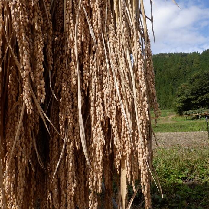 令和5年新米 自然栽培米亀の尾 玄米5kg 農薬不使用・肥料不使用 - 米