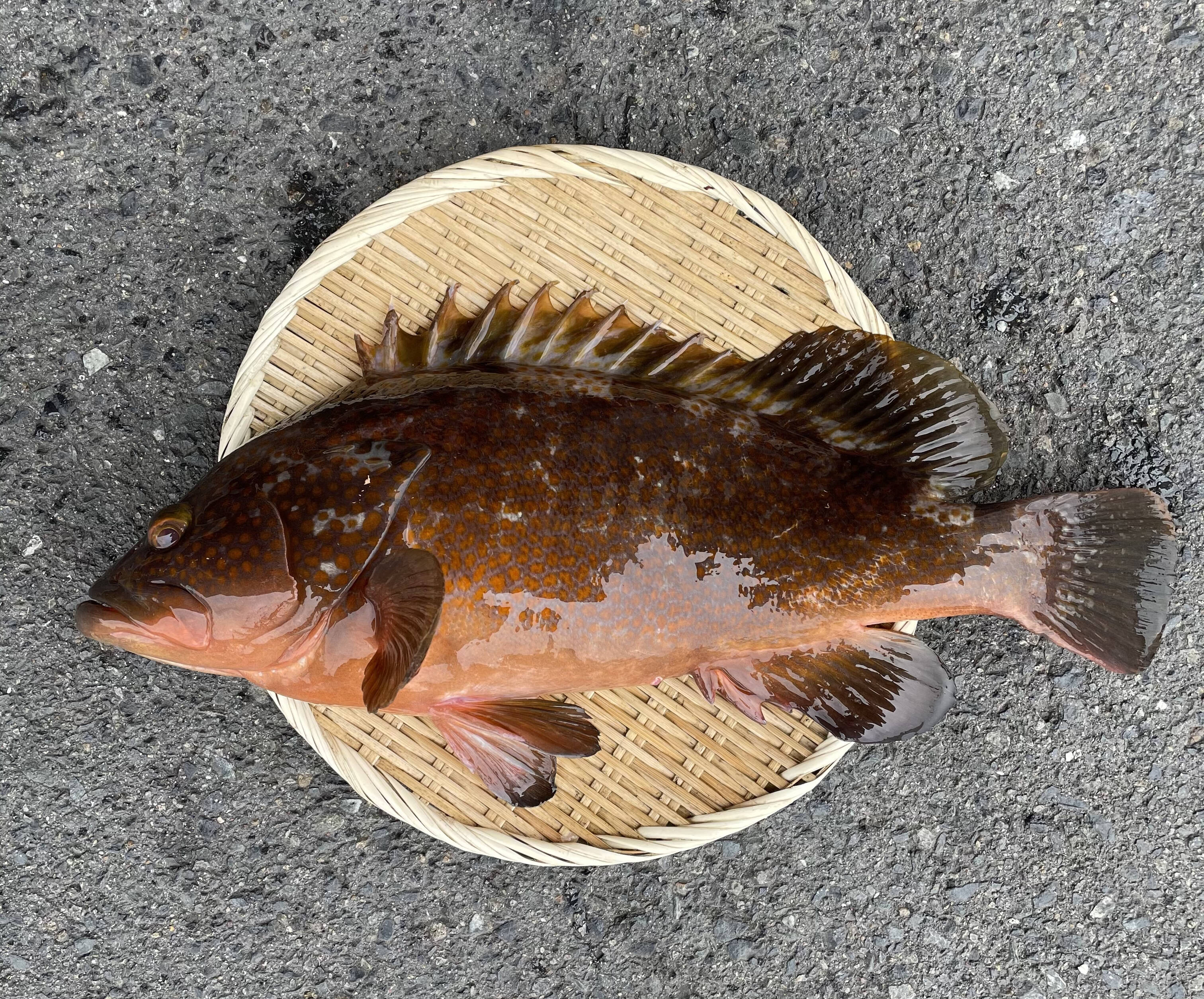 本日限定1名様】幻の魚アコウ(キジハタ)：広島県産のその他魚｜食べチョク｜産地直送(産直)お取り寄せ通販 - 農家・漁師から旬の食材を直送