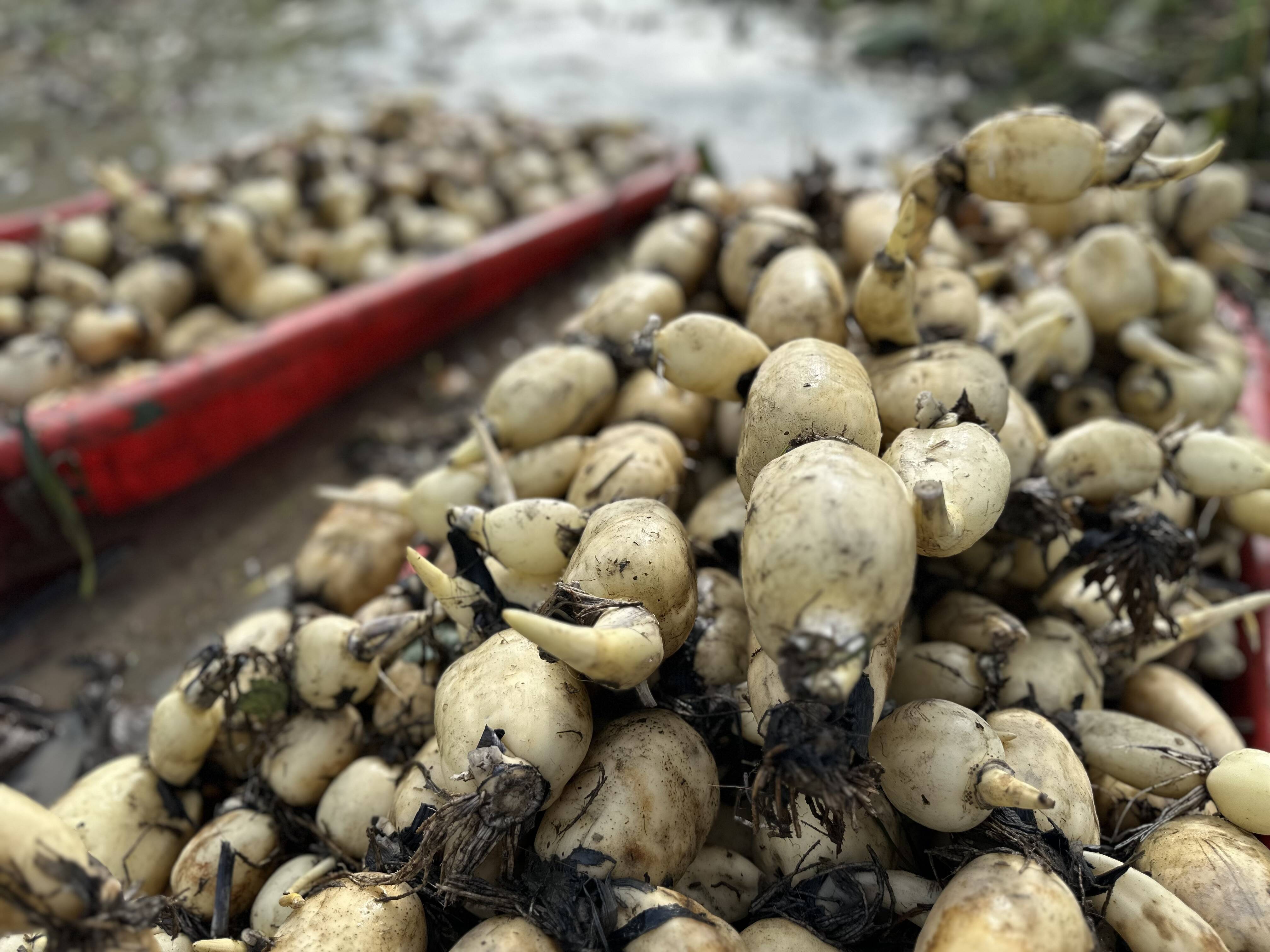 新潟県産 花山椒300g黄色 5/2(金)収穫しました 新潟県産 花山椒300g