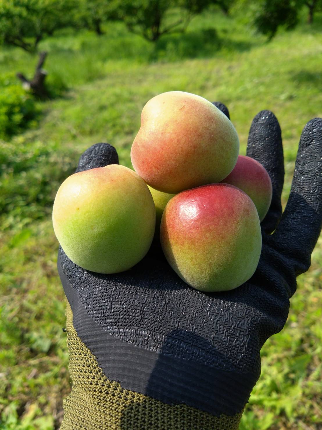 和歌山県産（梅干し向け）南高梅 5kg（箱込み）【Lサイズ以上