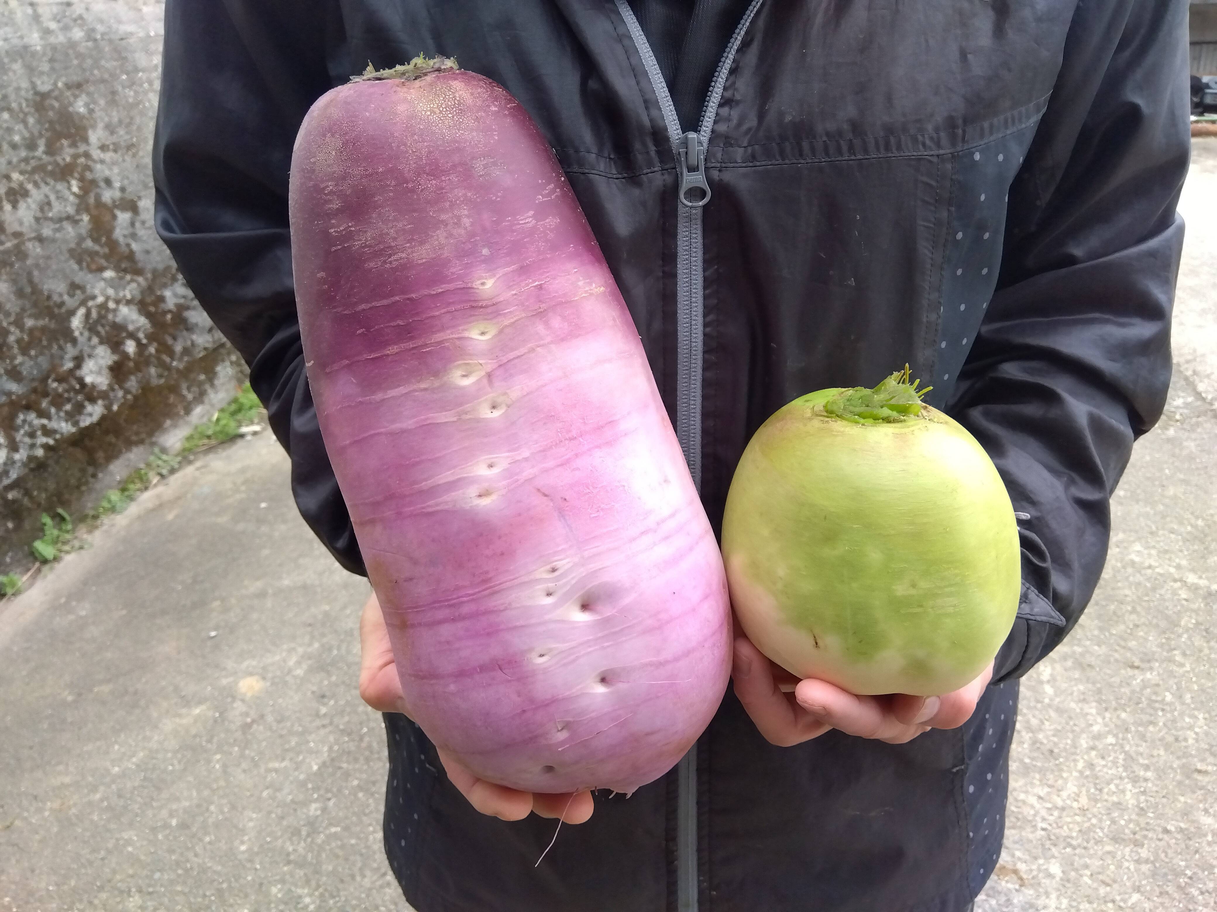 紅芯大根 1kg 千葉県産 化学農薬不使用 - 野菜