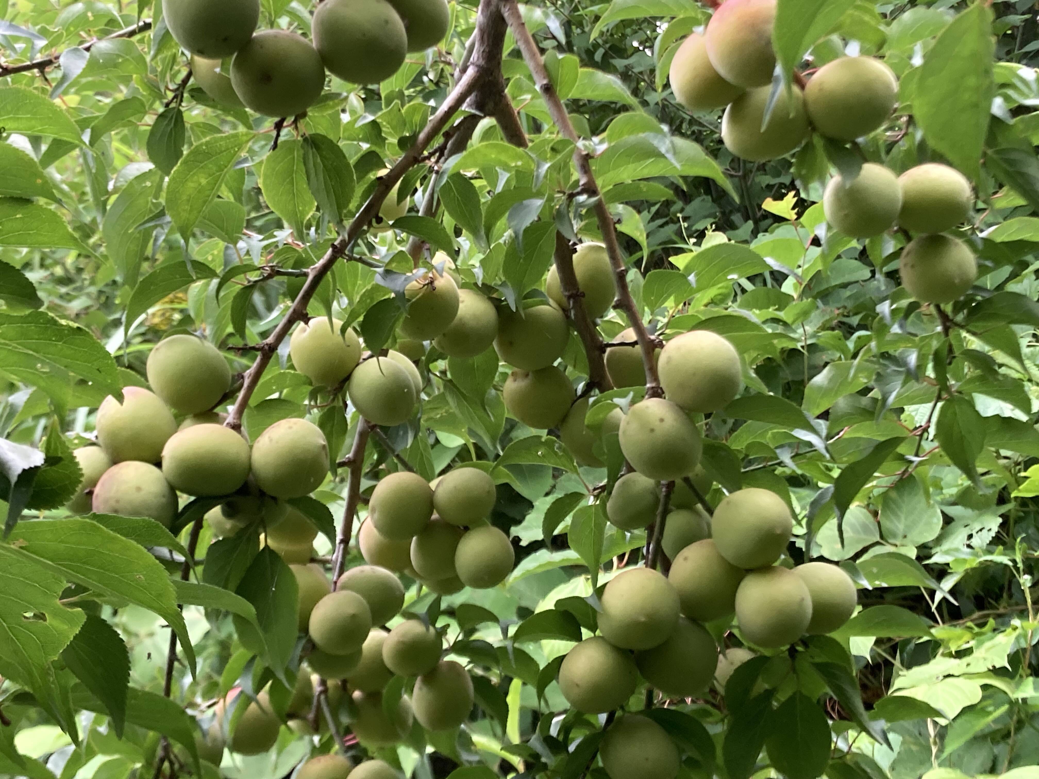 ⭐️農薬除草剤なし⭐️フルーティーな香りが強い生梅小サイズ1