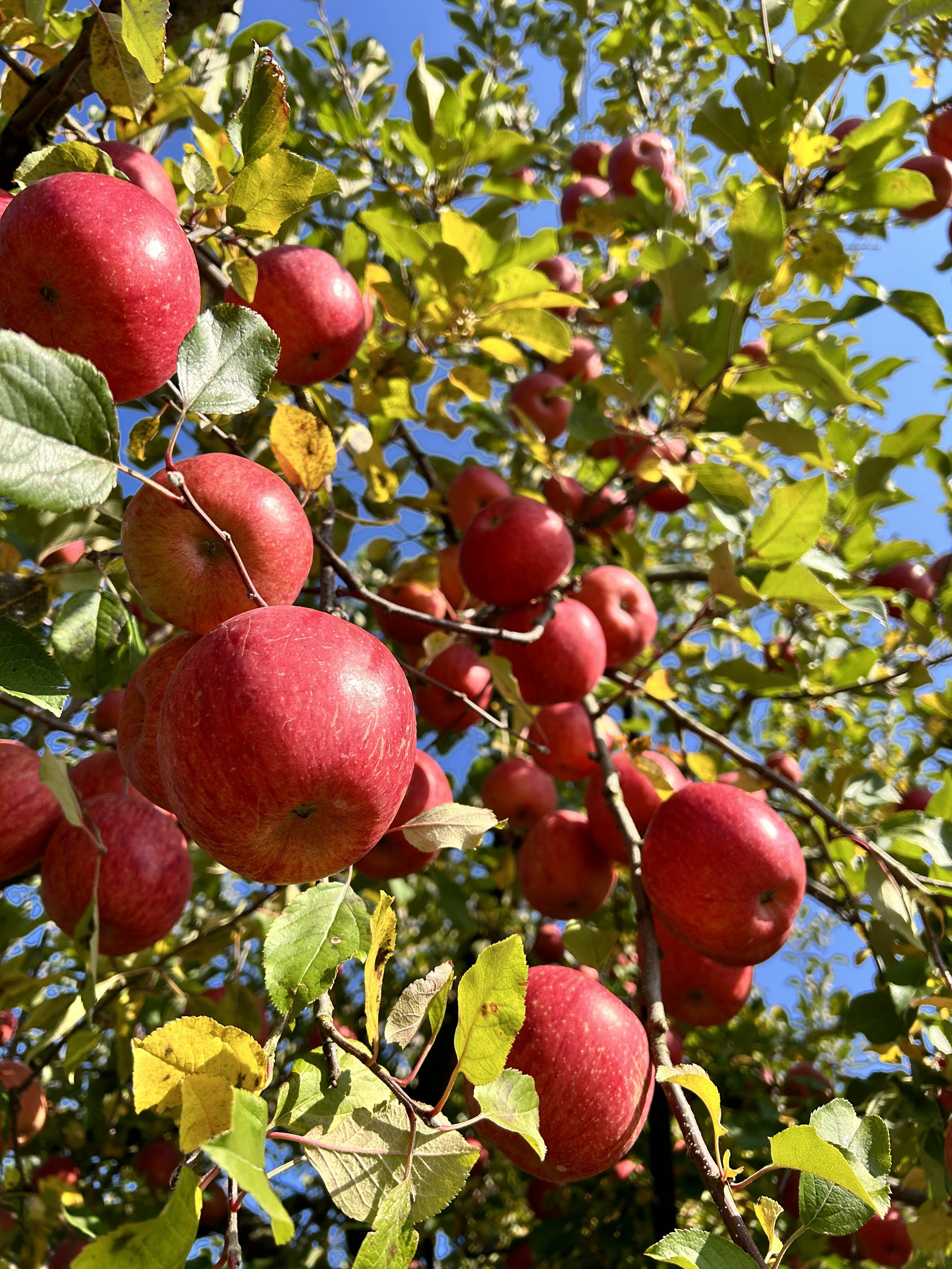 ふじ】りんごの王様！【家庭用10kg】：秋田県産のふじ｜食べチョク