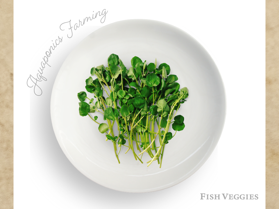FISH VEGGIES】サラダクレソン 30g 化学肥料/化学農薬不使用だから安