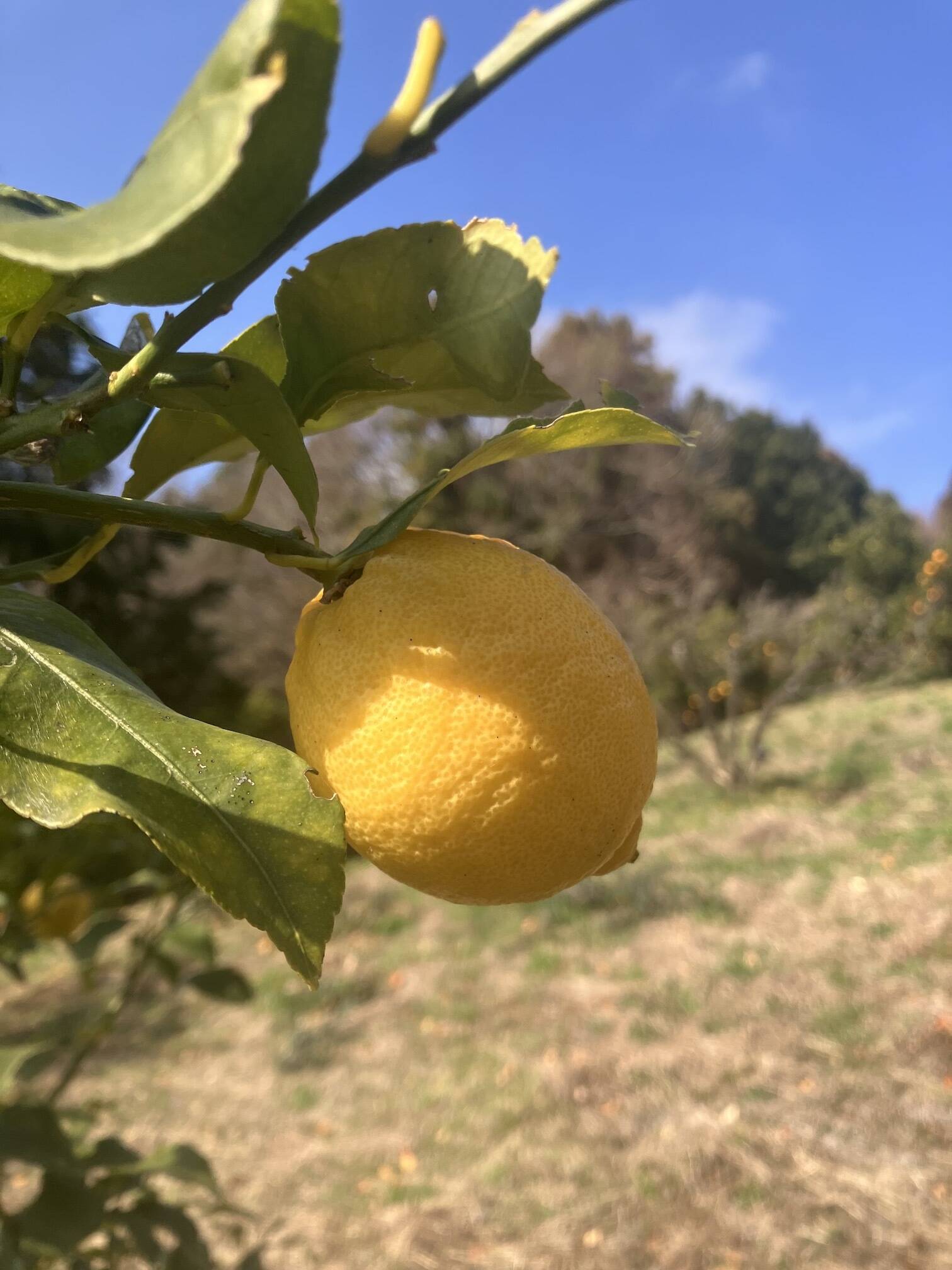 柑橘王国愛媛県砥部町産 農薬、化学肥料、除草剤不使用レモン】5kg(ご