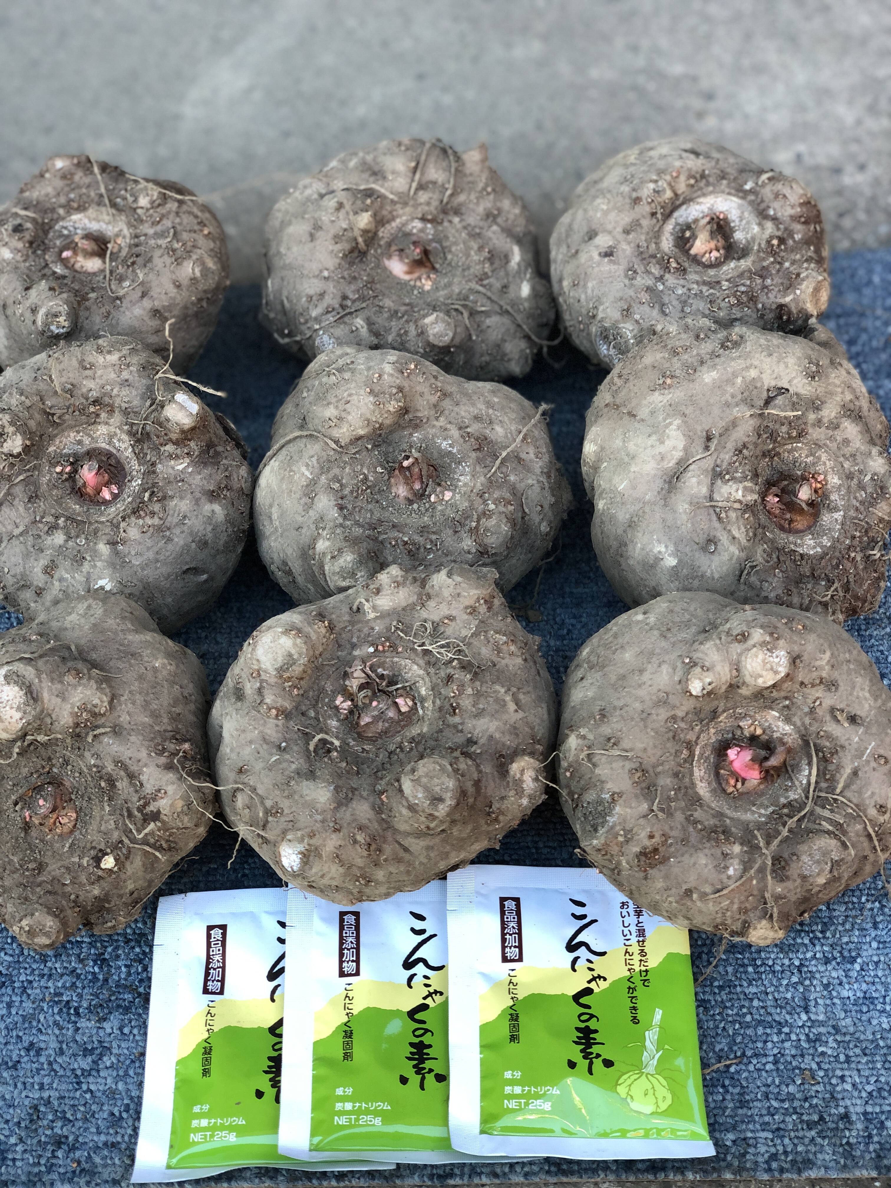 令和7年茨城県大子産こんにゃく芋 ふるさとの味生芋こんにゃく作り