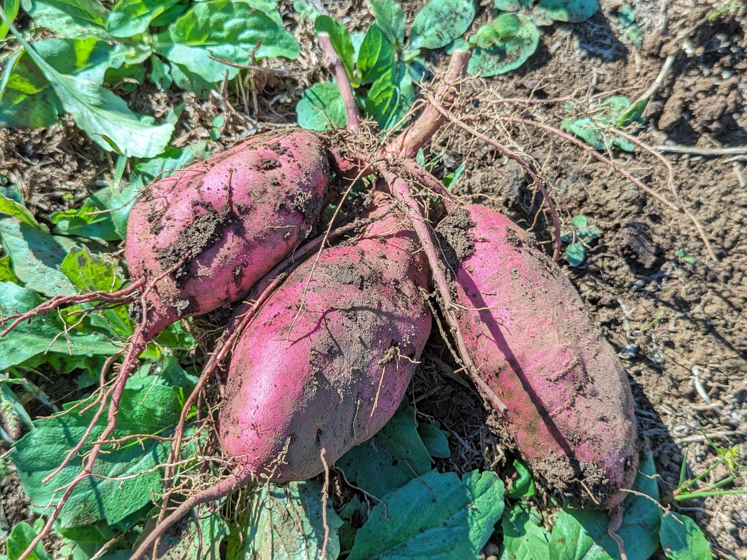 ヤーコン1.3キロ 農薬・肥料不使用 自然農法 - 野菜