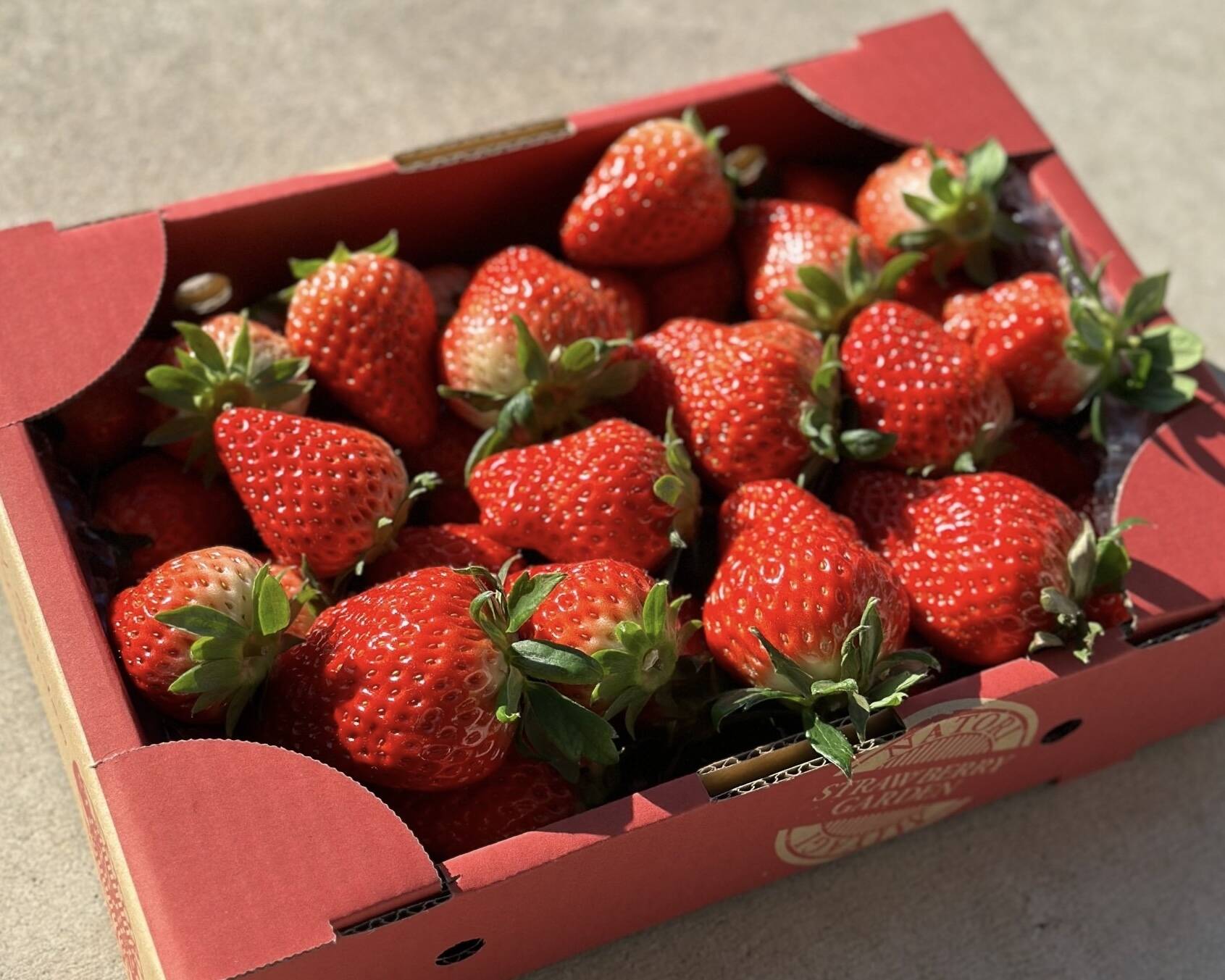 新鮮朝採り🍓完熟いちご✨『宮城県産いちご４パック(約1kg)』：宮城県 