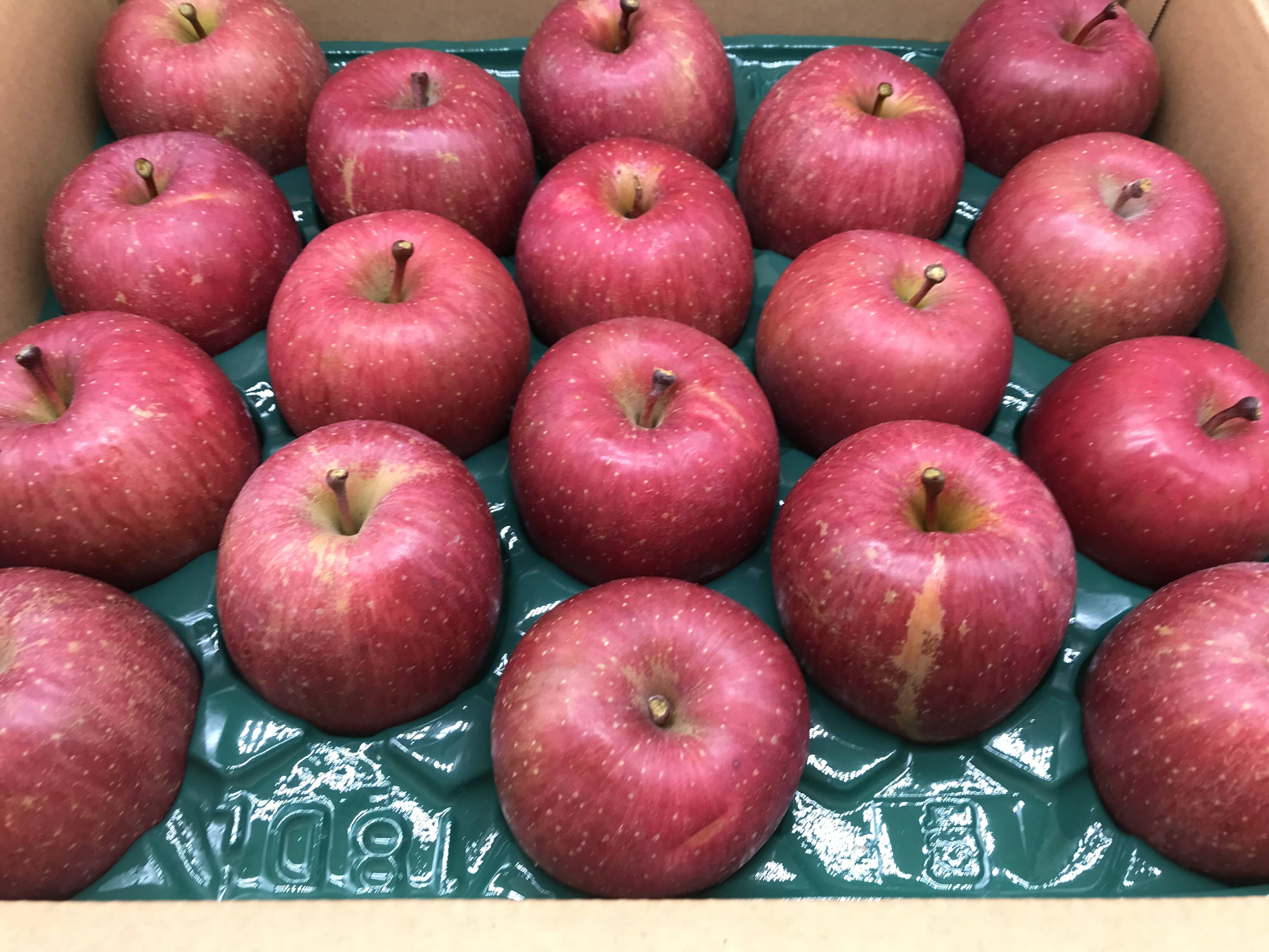 通常 1本タイプ 青森県産品 ふじりんご 貯蔵りんご 小玉13個入 常温配送 通販