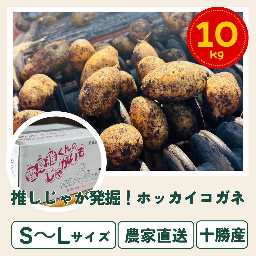 推しじゃが爆誕！蔵出し中熟成～『雪夏稚くん』のホッカイコガネ 10kg